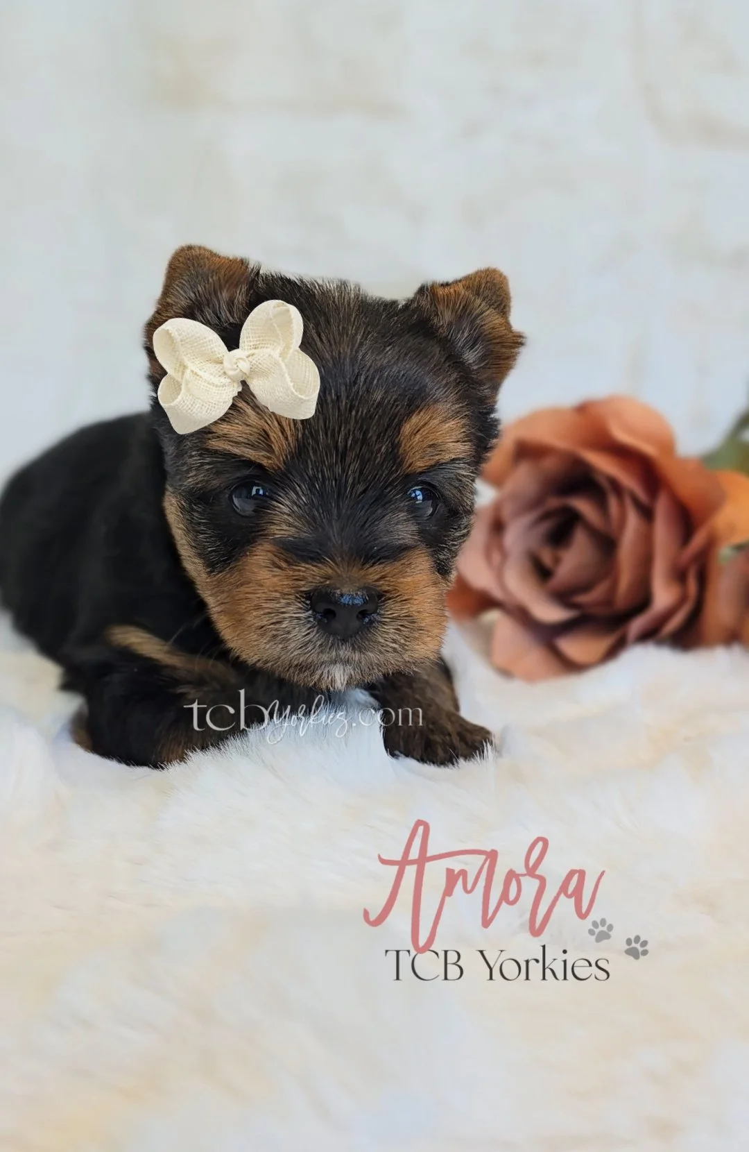 A small Yorkshire Terrier puppy with a cream bow on its head, lying on a soft white surface with a pink flower in the background. Text on image reads 'Arora TCB Yorkies'.