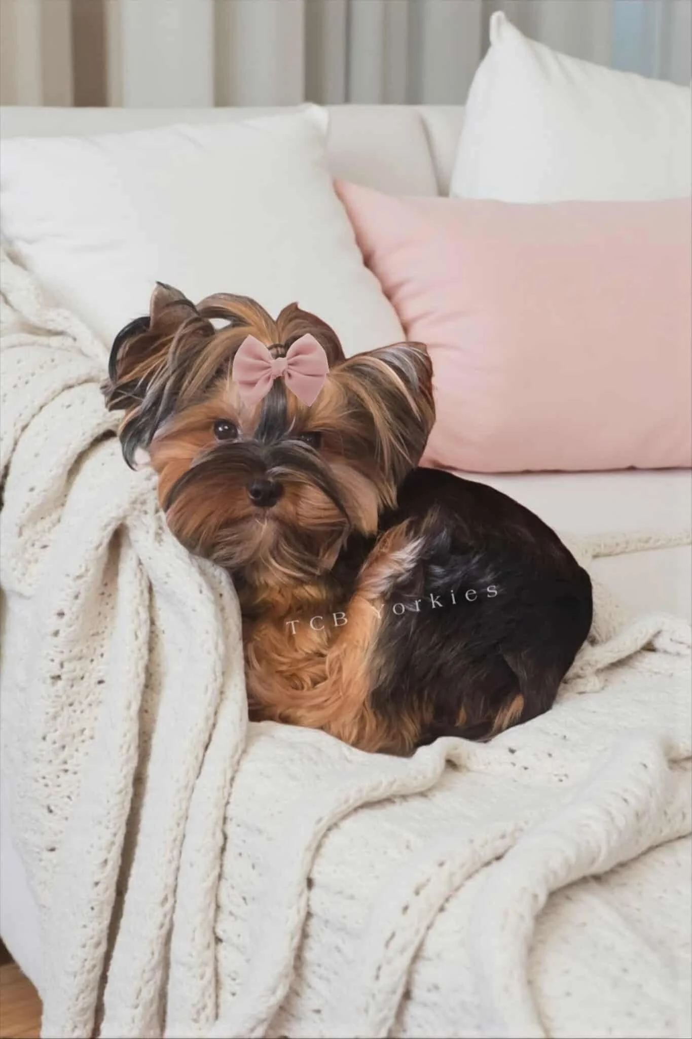 A small Yorkshire Terrier dog with a pink bow on its head, lying on a white blanket on a couch with pink and white pillows.
