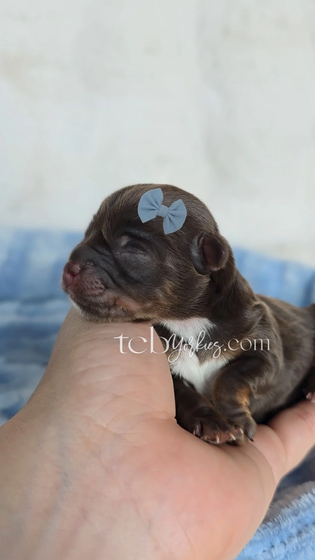 A tiny brown and black puppy with a blue bow on its head, being cradled in a person's hand, with a blue blanket in the background.