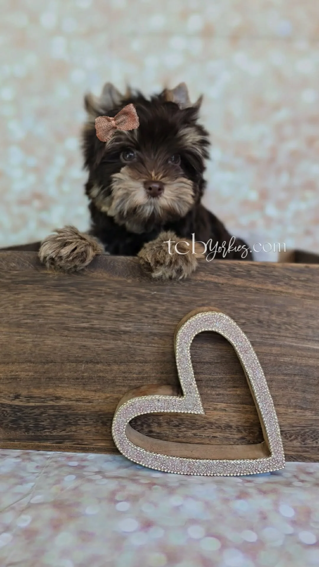 A cute, fluffy puppy with a brown bow on its head, leaning over a wooden surface with a glittery heart decoration in front, against a blurred light-colored background.