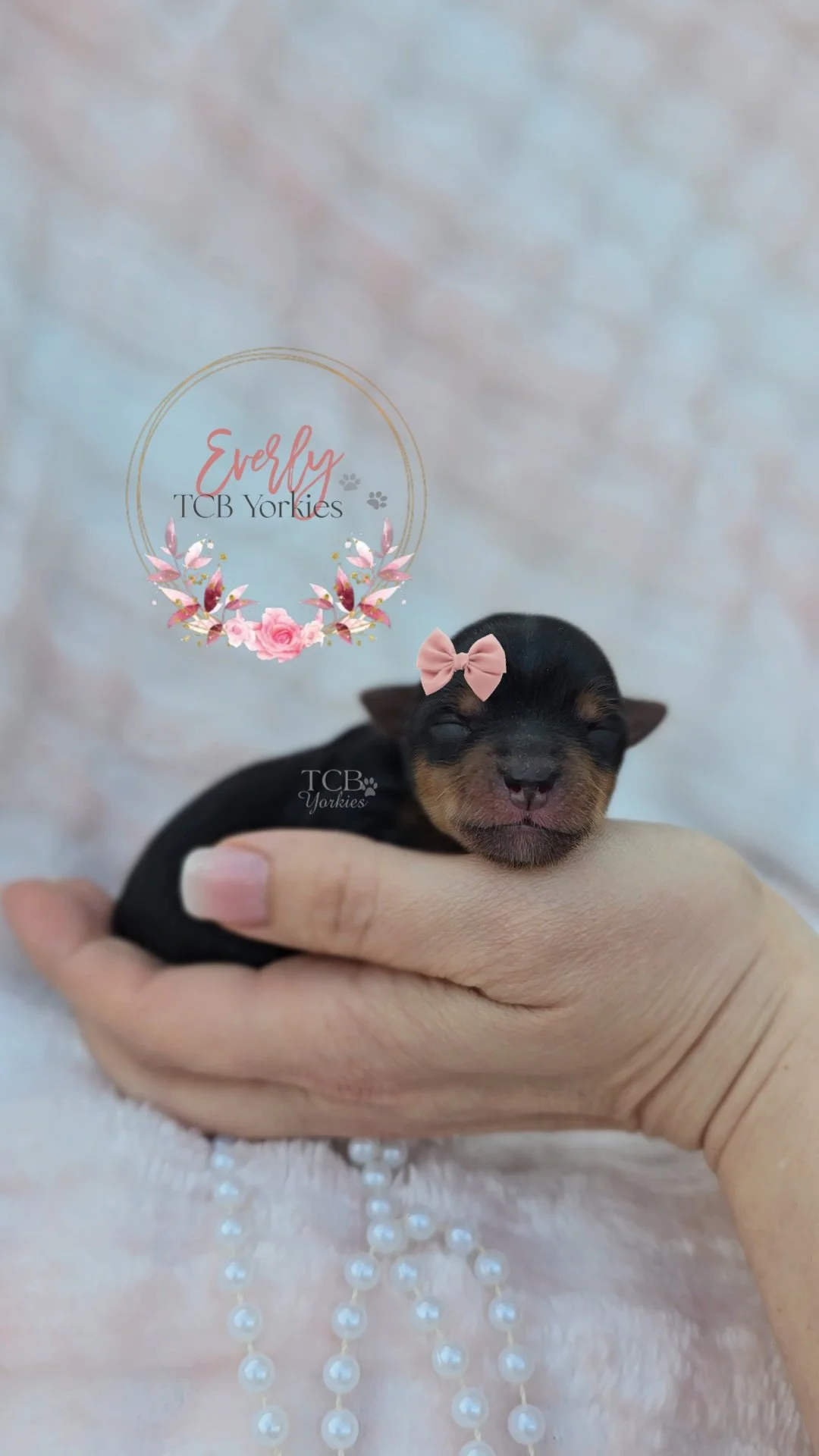 A tiny black and tan newborn Yorkie puppy with a pink bow on its head, being gently held in a person's hand, with a blurred background of pink and white fabric and a string of pearls. There is a floral-themed logo with the text 'Everly TCB Yorkies' i