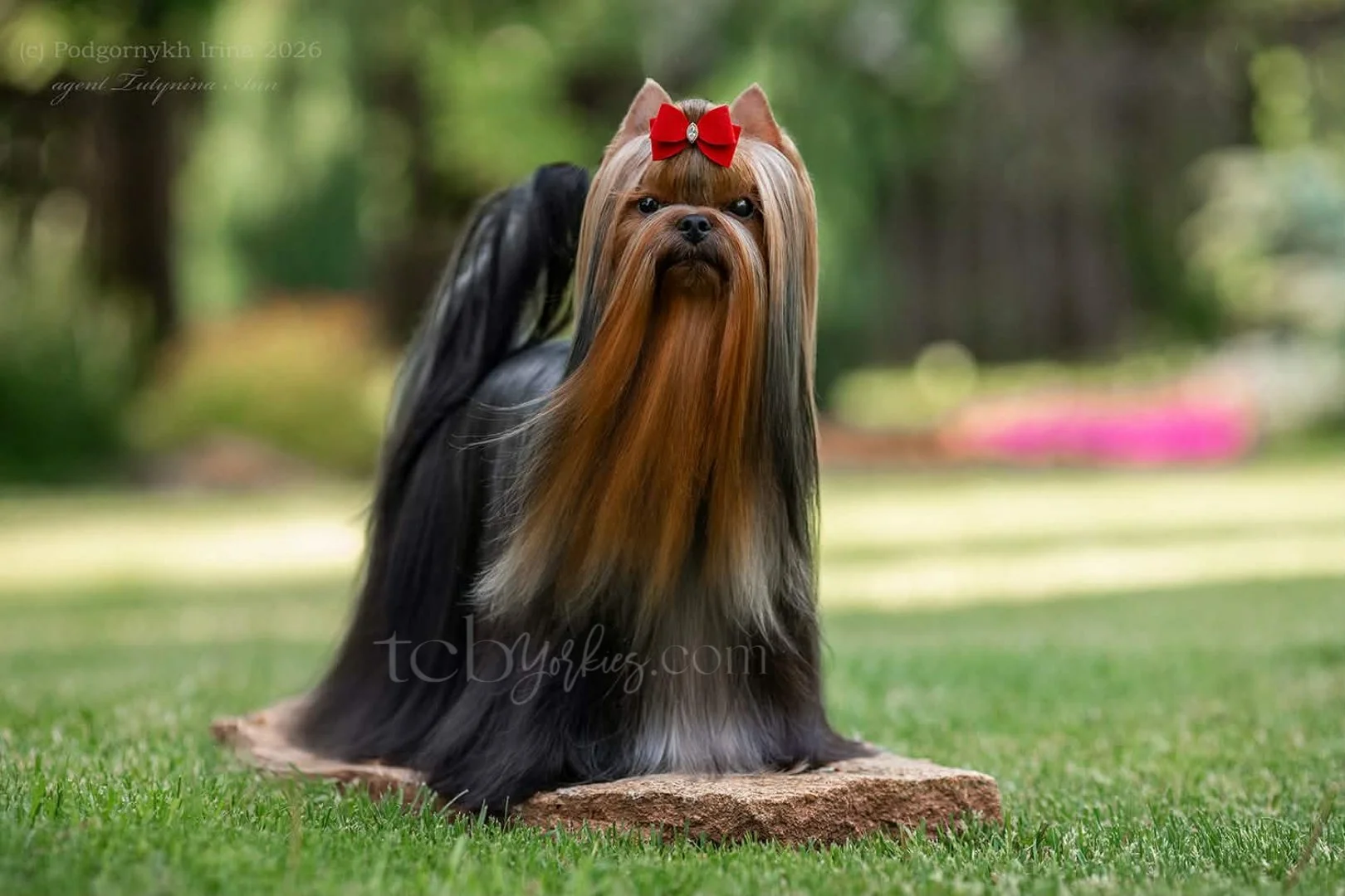 A well-groomed Yorkshire Terrier dog with a red bow on its head, sitting outdoors on a flat rock, with a blurred green park background.