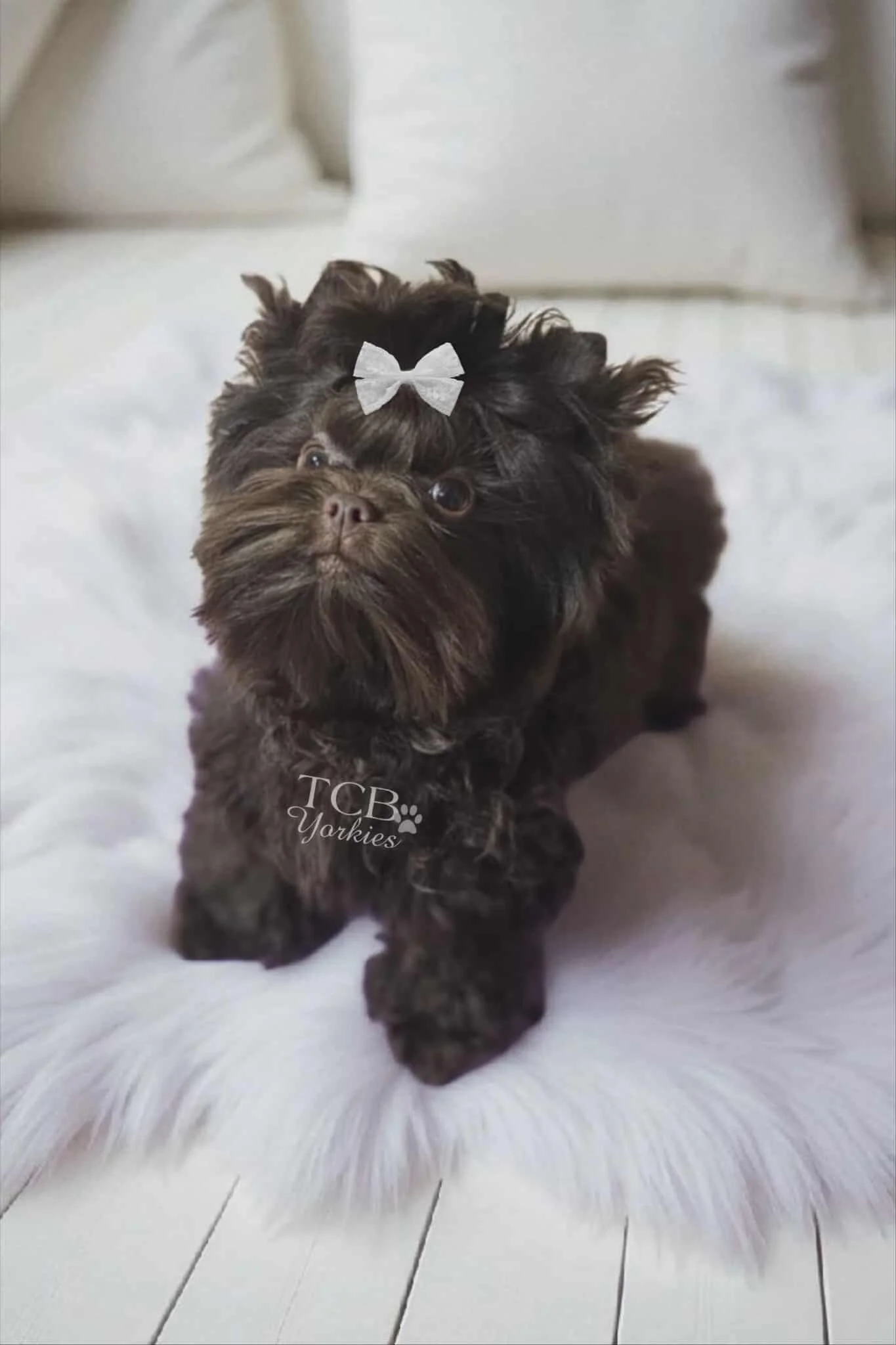 A small, fluffy black puppy with a white bow on its head, lying on a white furry rug on a wooden floor.