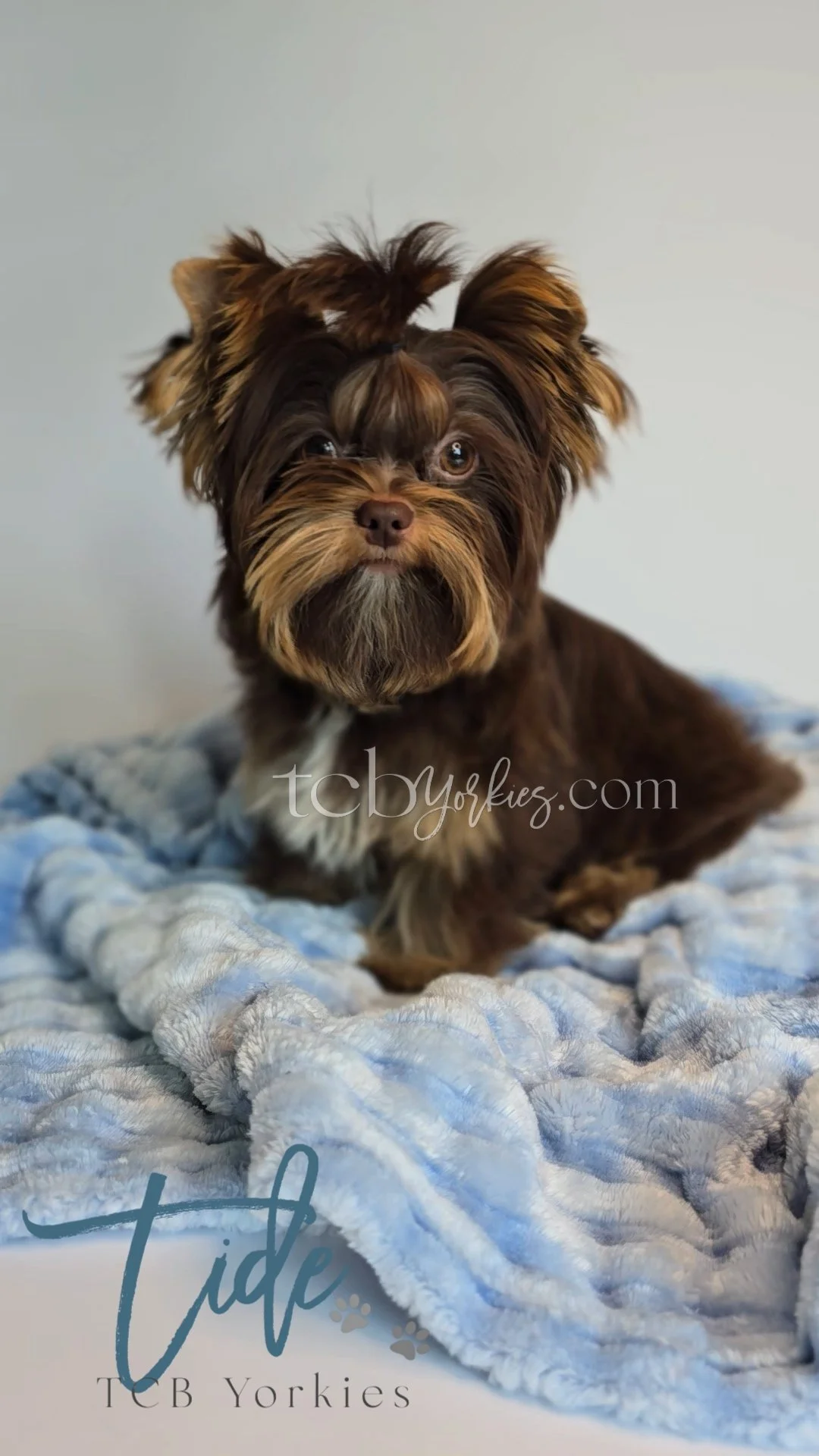 A small brown dog with a fluffy coat and a beard, sitting on a soft, thick, light blue blanket.
