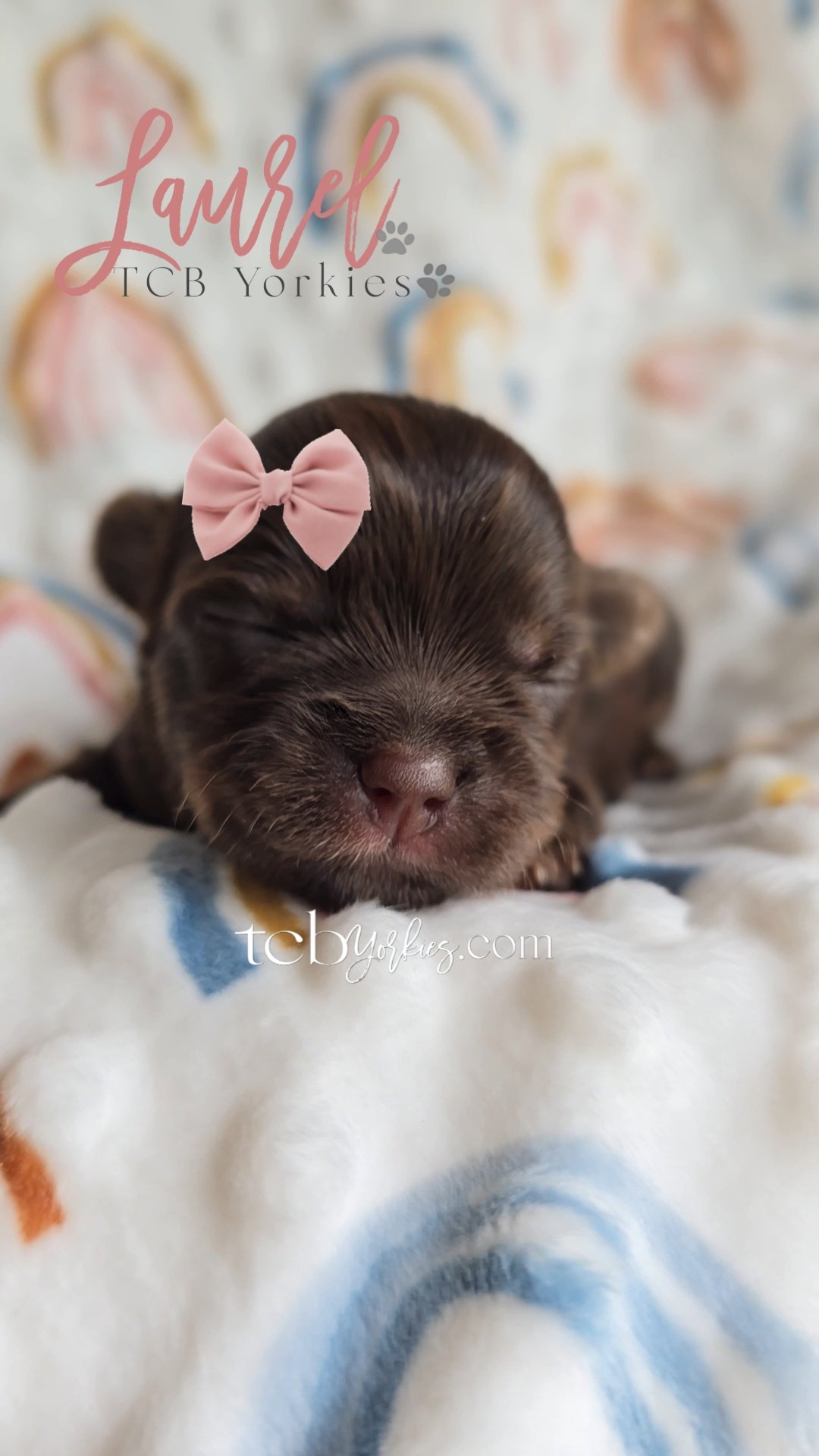 A newborn brown puppy with a pink bow on its head, sleeping on a colorful blanket with a paw print logo and text overlay.