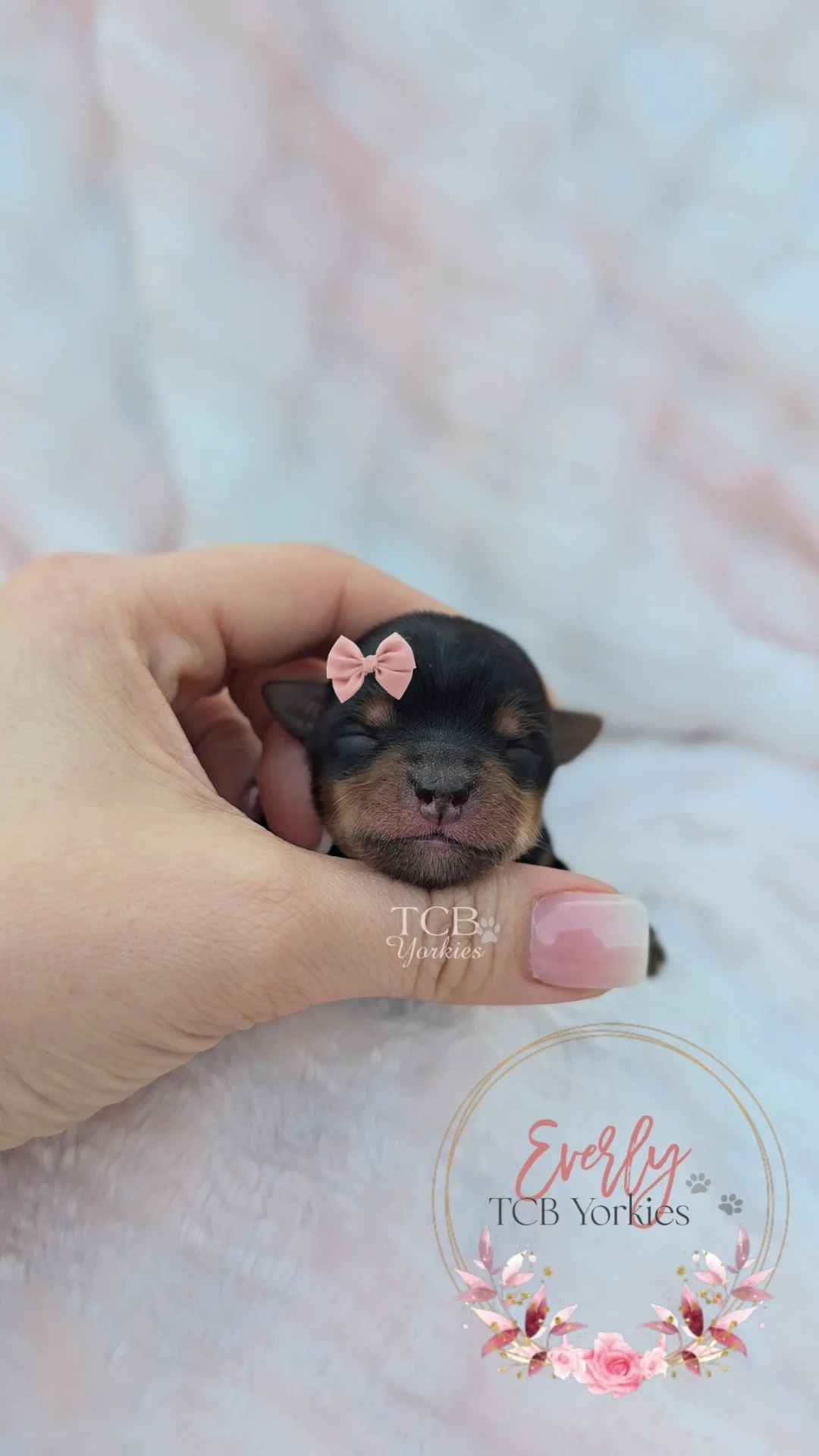 A person holding a tiny, sleeping black and tan puppy with a pink bow on its head, on a soft white surface. The image has a logo that says 'Evely TCB Yorkies' with floral decorations at the bottom.
