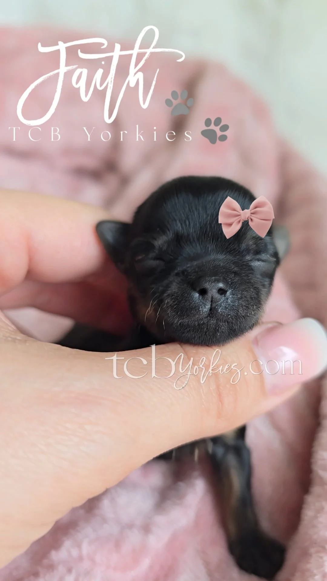 Close-up of a tiny black puppy with a pink bow on its head, held gently in a person's hand, with soft pink and beige background.