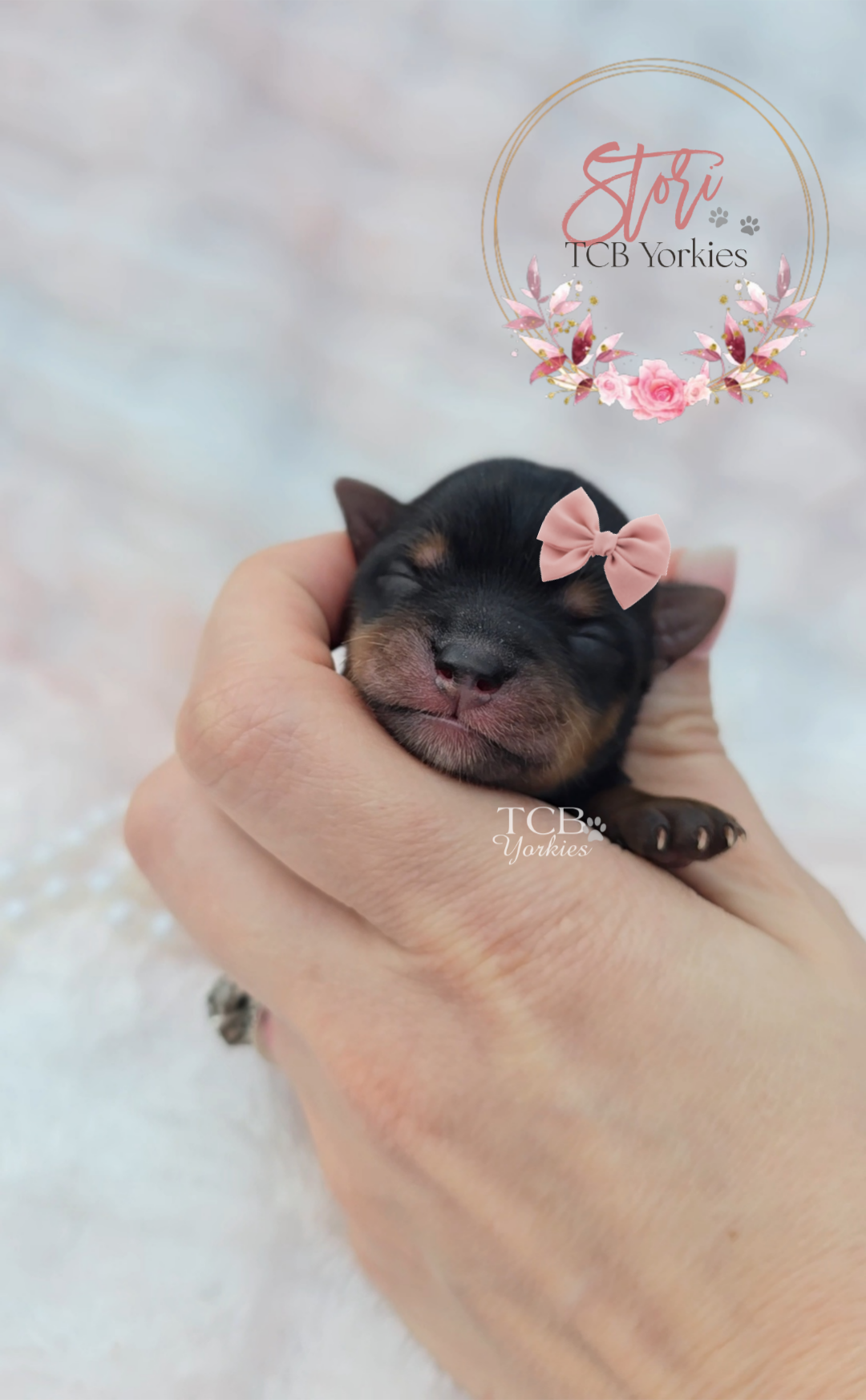 A tiny, sleeping black and tan puppy with a pink bow on its head being gently held in a person's hand, with a soft background and the text 'Stori TCB Yorkies' and floral decorations.
