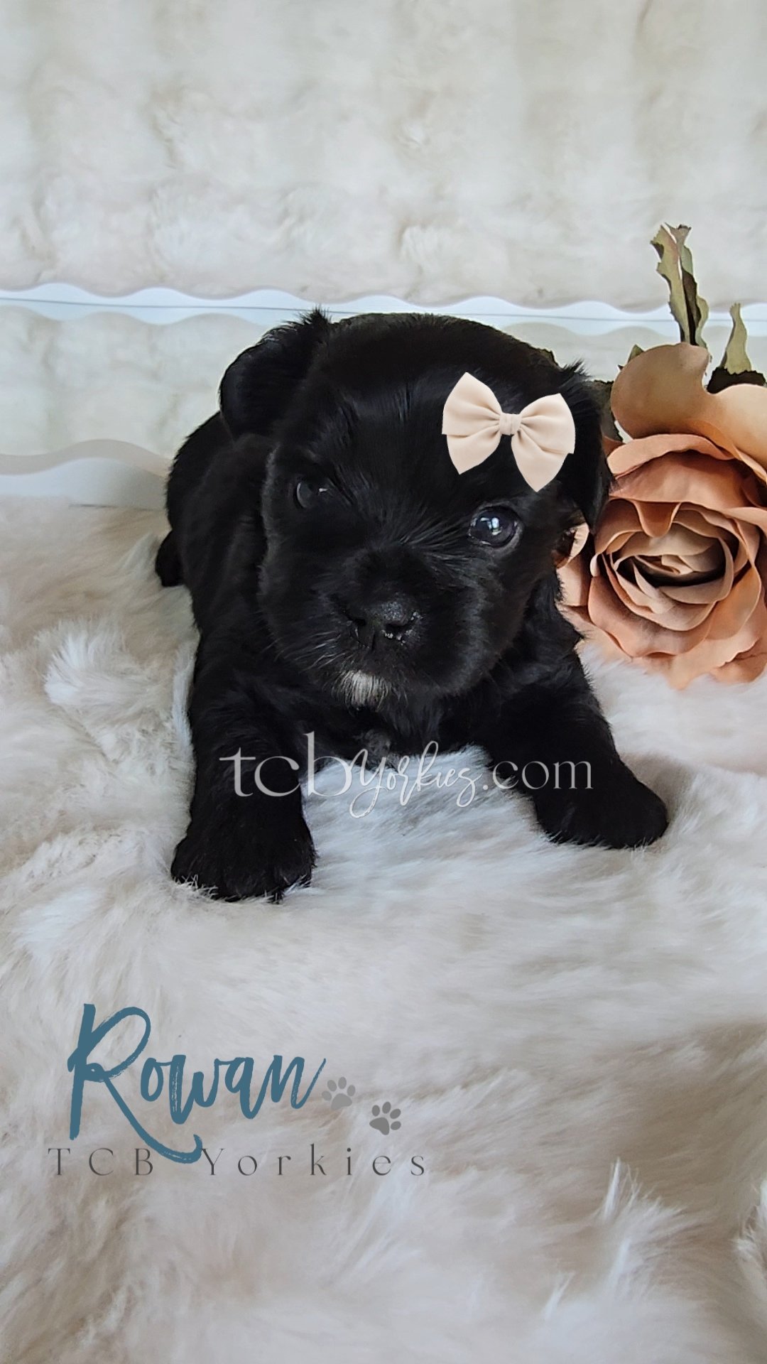 A black puppy with a white bow on its head lying on a soft white surface next to a large pink artificial flower.