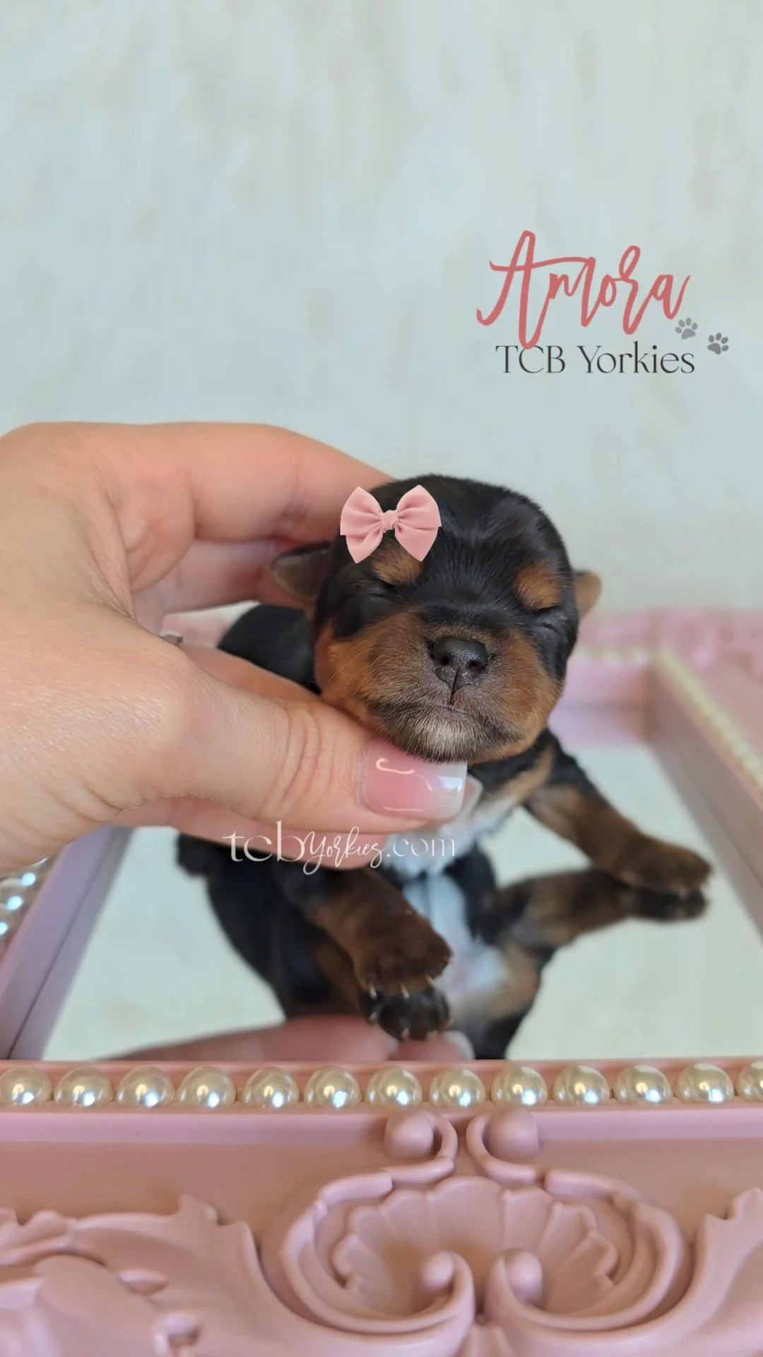 A small black and brown puppy with a pink bow on its head, being gently held by a hand. The puppy is resting on a pink decorative tray with pearl beads around the edge and a floral design. There is text on the image indicating it is from TCB Yorkies 