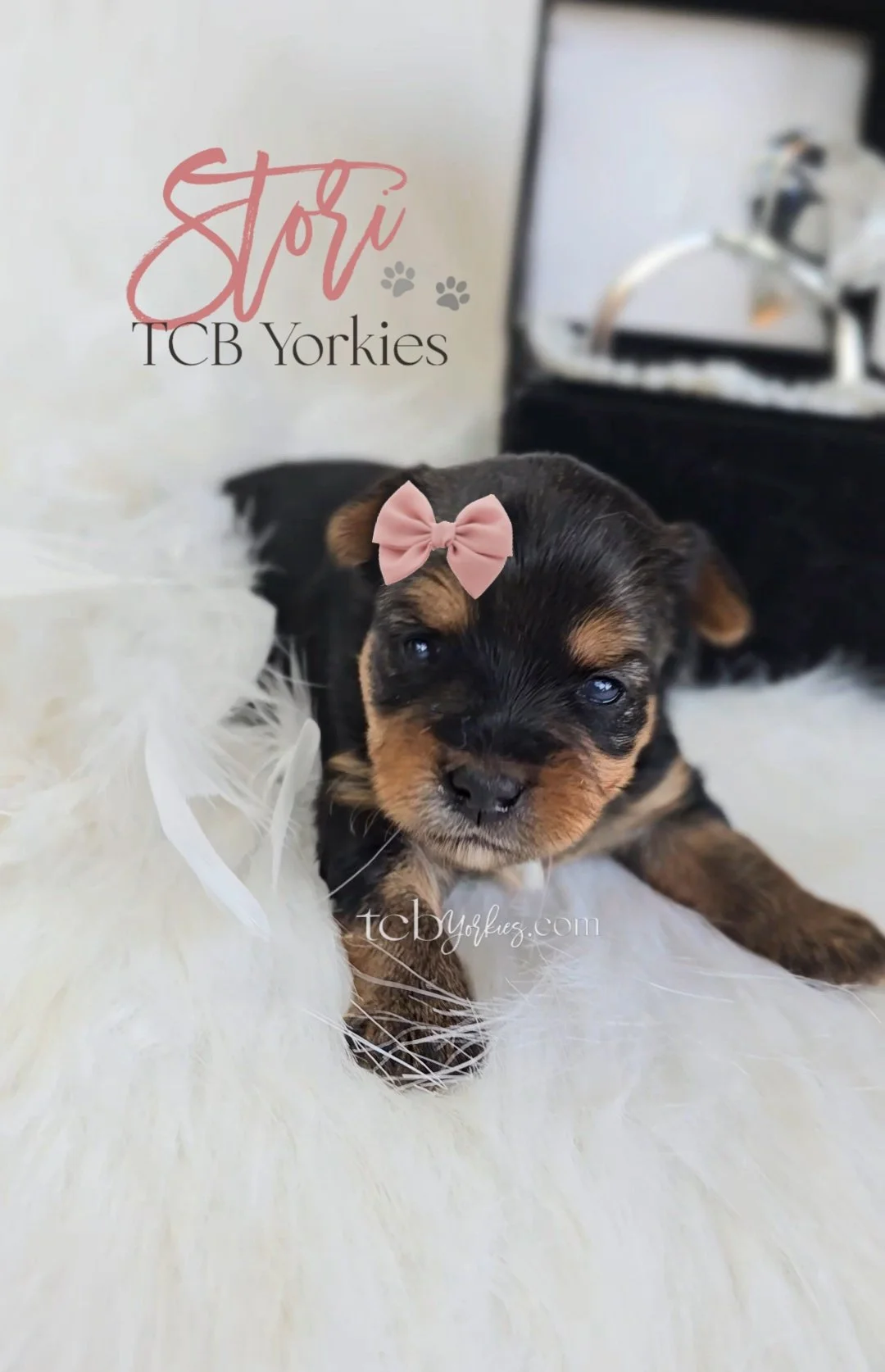 A small black and tan puppy with a pink bow on its head, sitting on a white fluffy surface, with a white background and a black open box behind it. Text reads 'Star TCB Yorkies' and 'tcb yorkies.com'.