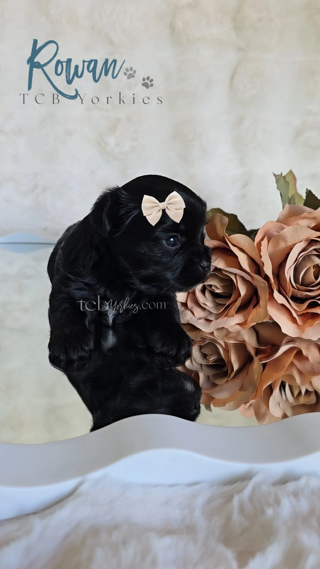 A small black puppy with a cream-colored bow on its head sitting next to a bunch of beige roses. The background has a logo that reads 'Rowan TCB Yorkies' and a website URL. The scene is reflected on a shiny surface.