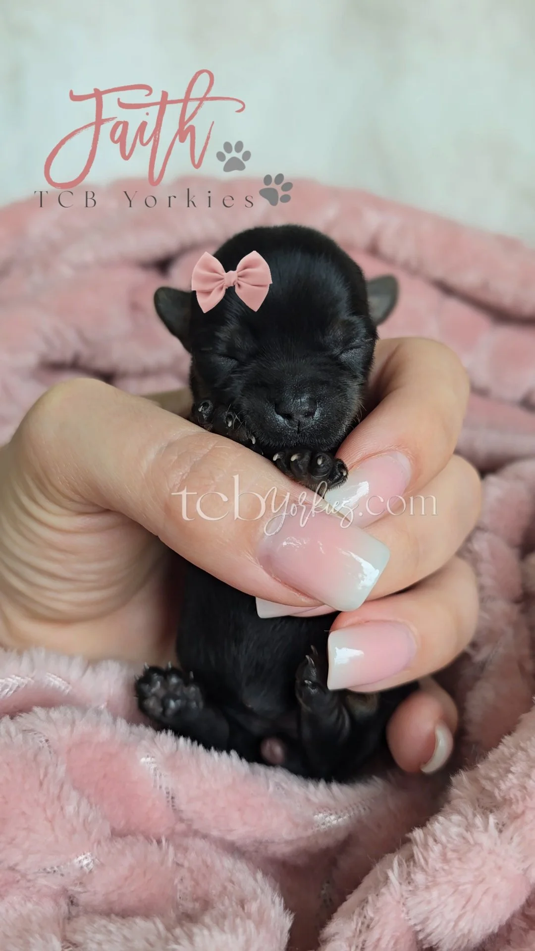 A tiny black puppy with a pink bow on its head being gently held in a person's hand on a pink fuzzy blanket.