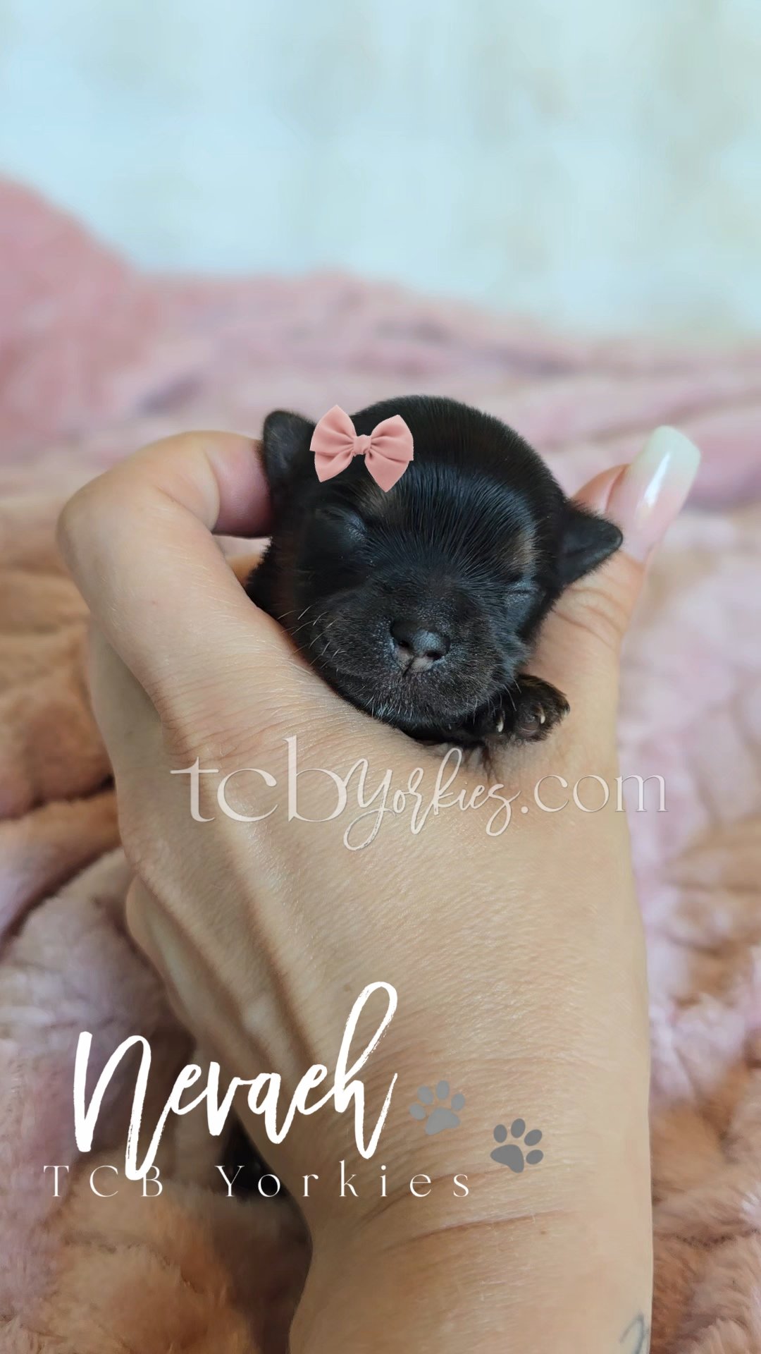 A person holding a tiny black puppy with closed eyes and a pink bow on its head, on a pink blanket background.