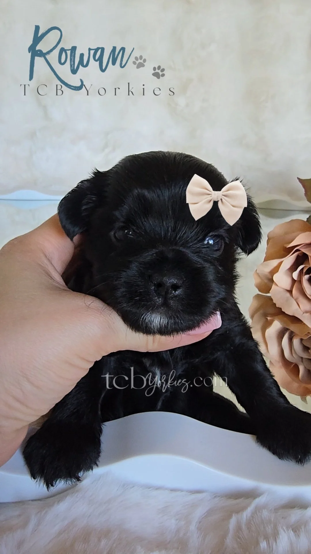 A small black puppy with a pink bow on its head, held gently by a person's hand, in front of a backdrop with the words 'Rawr TCB Yorkies' and paw prints, next to a beige flower arrangement.