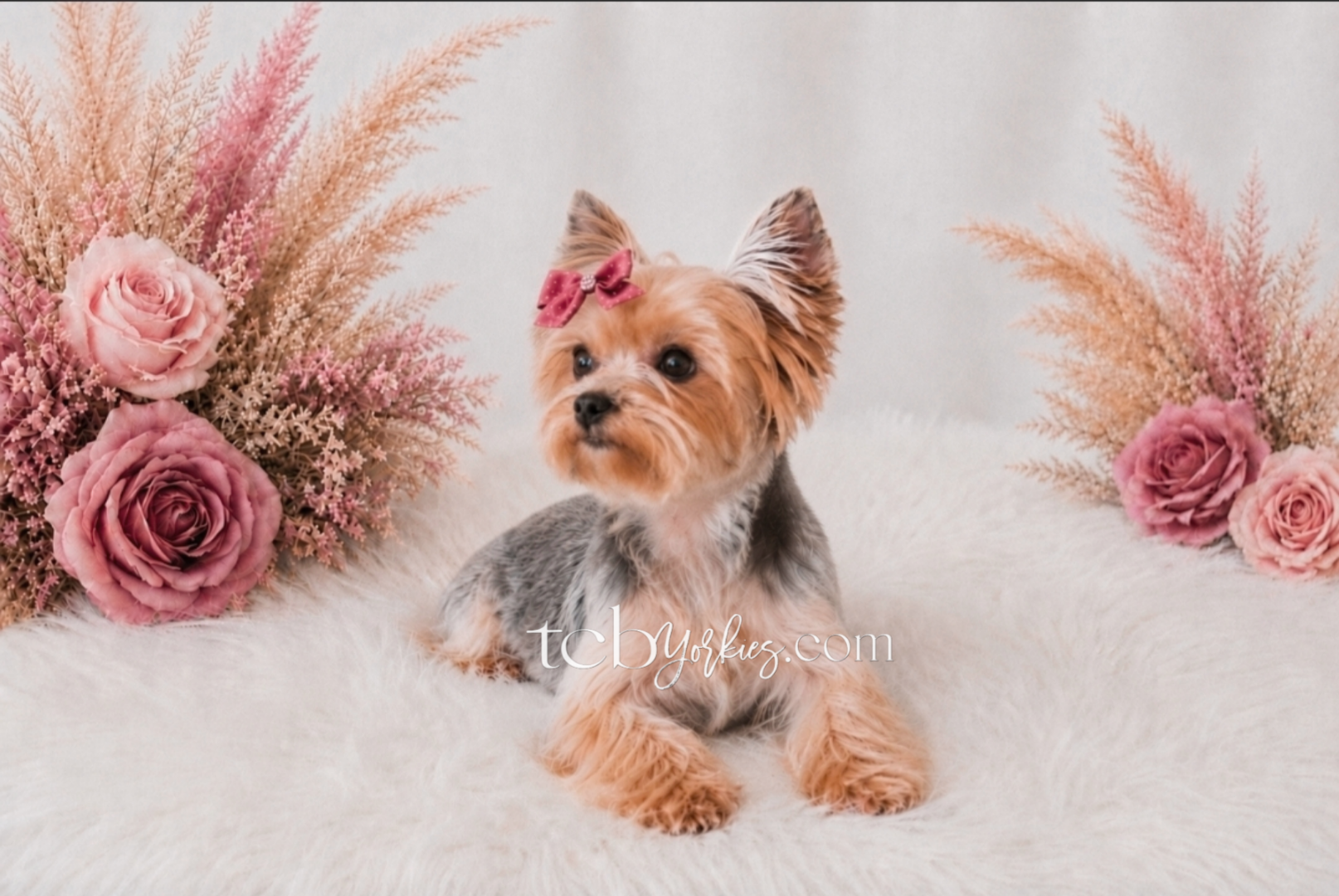 A small Yorkshire terrier puppy with a pink bow on its head sitting on a fluffy white surface surrounded by pink roses and pink pampas grass arrangements.