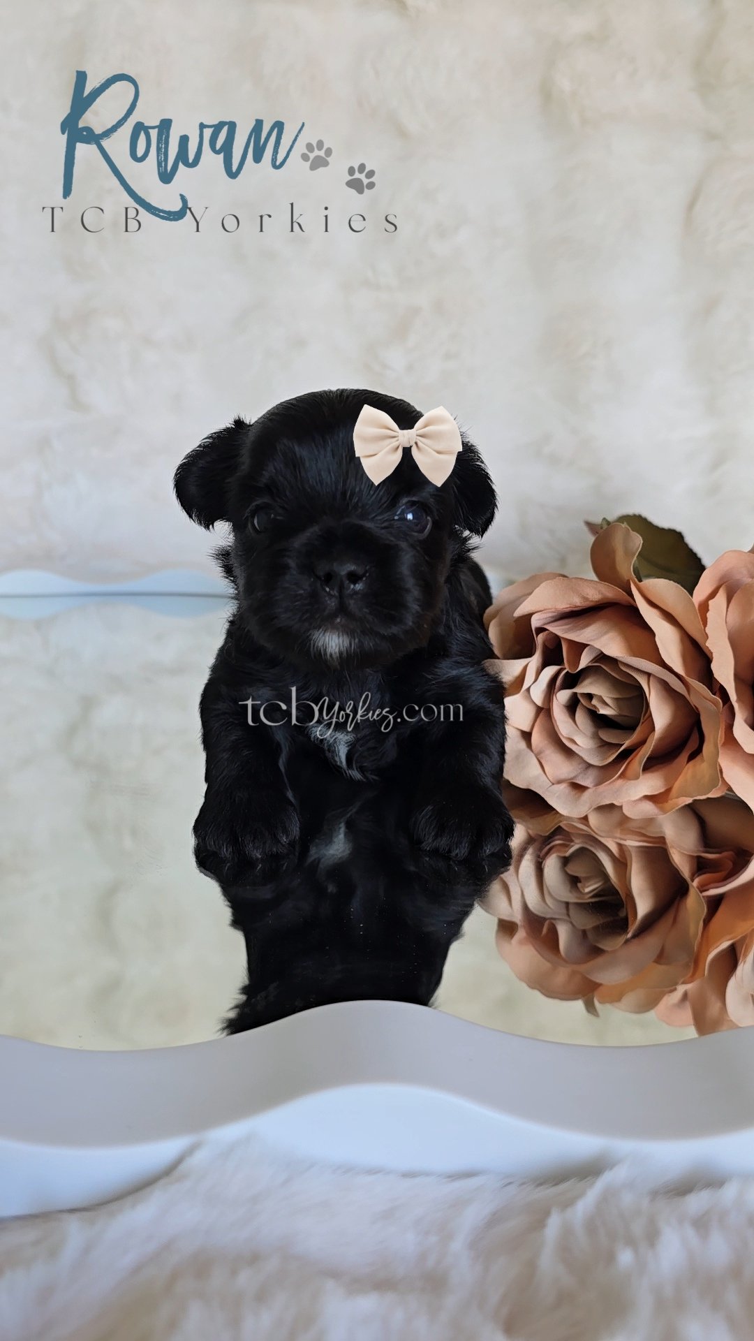 A small black puppy with a beige bow on its head, sitting on a reflective surface next to a large, pinkish-peach artificial flower. In the background, there is a cloudy beige backdrop with the words "Rowan TCB Yorkies" written on it.