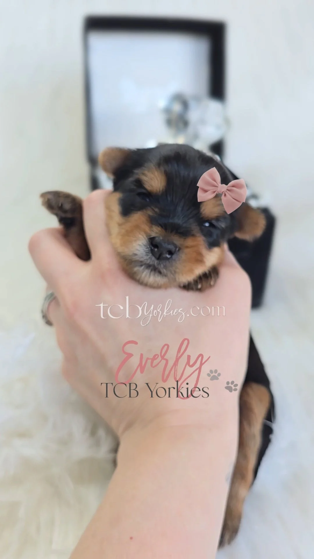 A person holding a small black and brown puppy with a pink bow on its head. The puppy is being held in front of a blurred background with a black box or frame and a small statue or figurine.