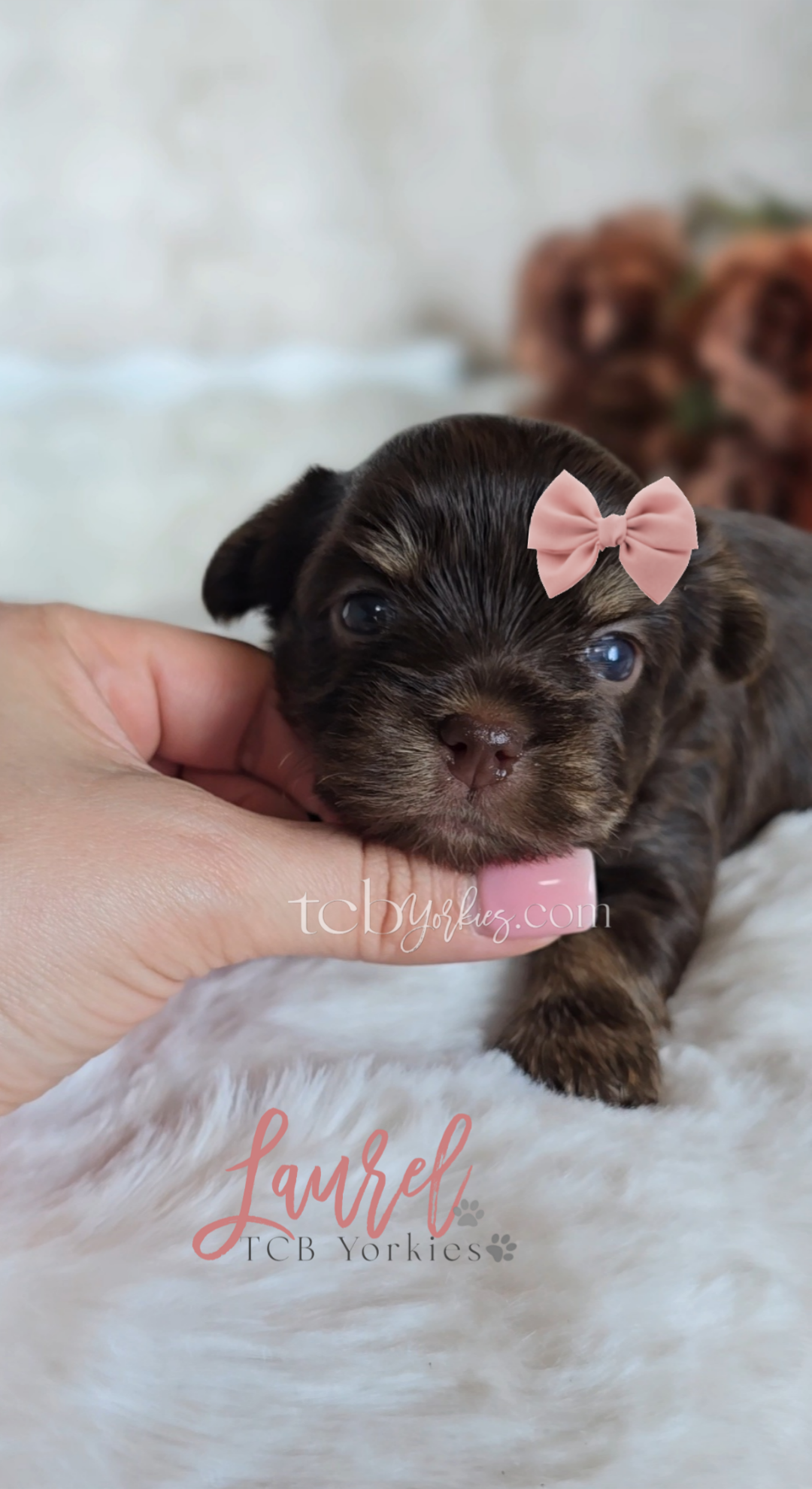 A small brindle puppy with a pink bow on its head and a pink tongue sticking out, being gently held by a person's hand. The background is soft and blurred, with some flowers visible. The text 'Lovely Laura' and 'TCB Yorkies' is overlayed on the image