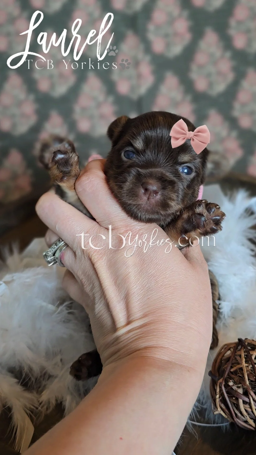 A person holding a small brown puppy with a pink bow on its head. The puppy has blue eyes and is being gently cradled in the person's hand.