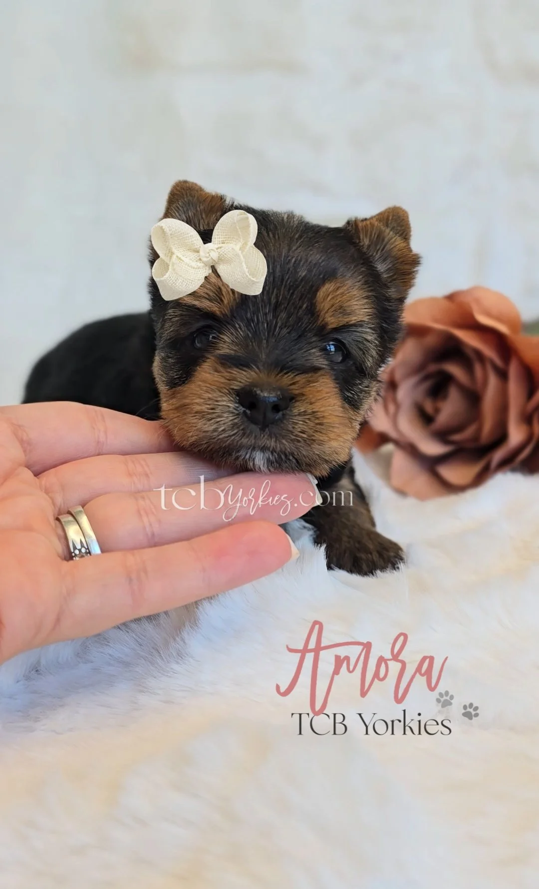 Close-up of an adorable small Yorkshire Terrier puppy with a small cream-colored bow on its head, resting on a fluffy white surface with a large brown flower in the background.
