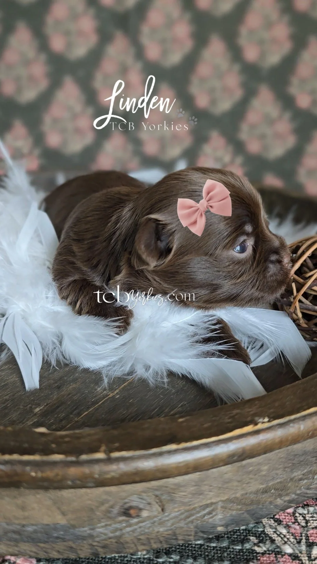 A brown puppy with a pink bow on its head lying on white feathers in a rustic wooden basket. There is a blurred patterned background.