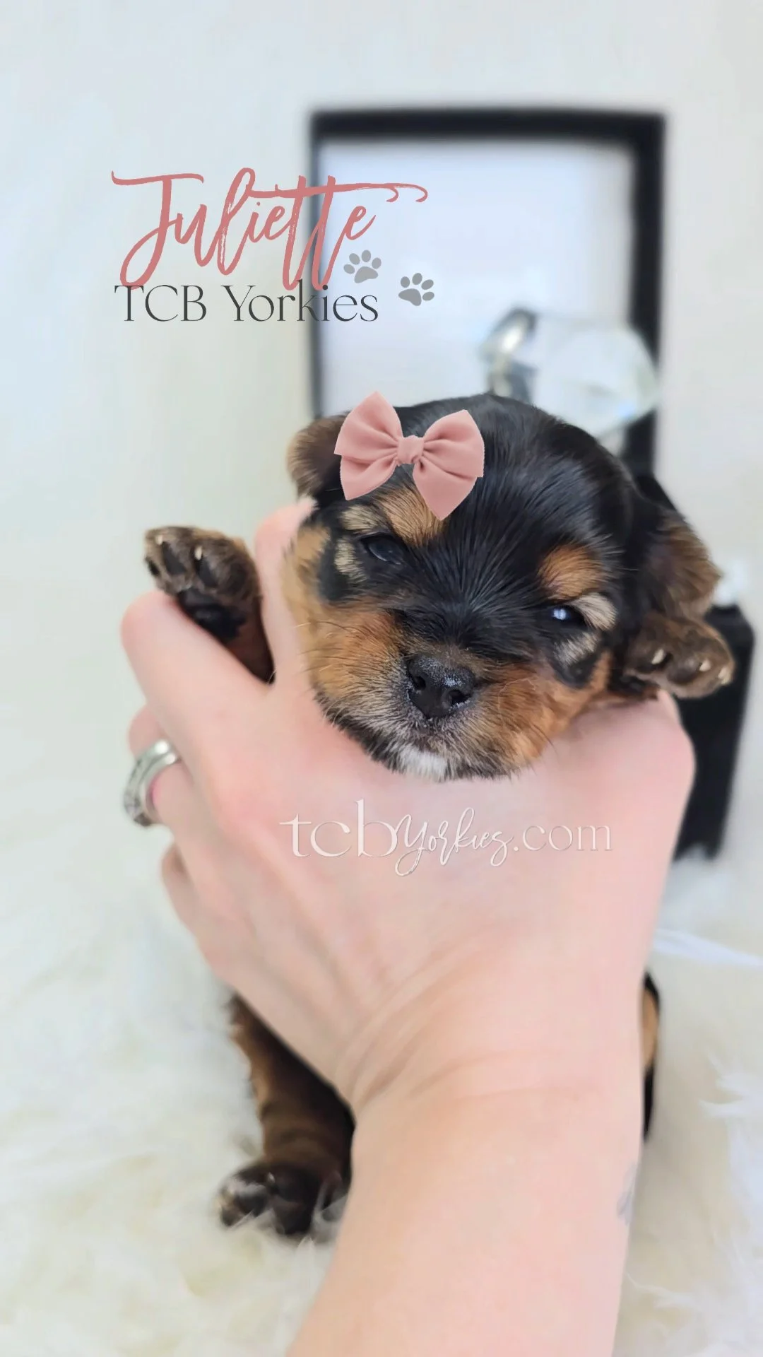 A person holding a small black and brown puppy with a pink bow on its head. In the background, there is a framed display and some glass objects. The puppy has its eyes partially closed and appears to be relaxed.