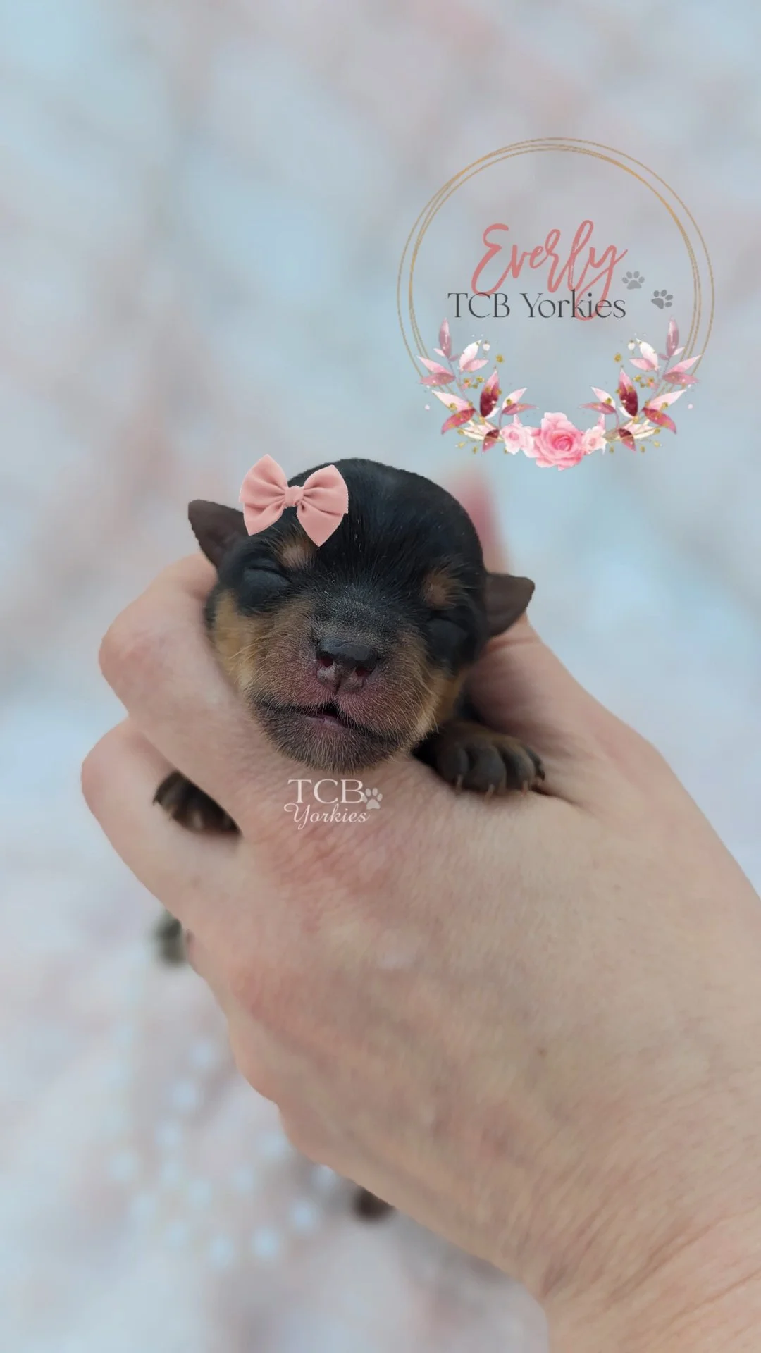 A tiny black and tan puppy with a pink bow on its head, being gently held in a person's hand. The background is soft and blurred with pastel colors, and there is a decorative floral graphic with text that says "Everly TCB Yorkies."