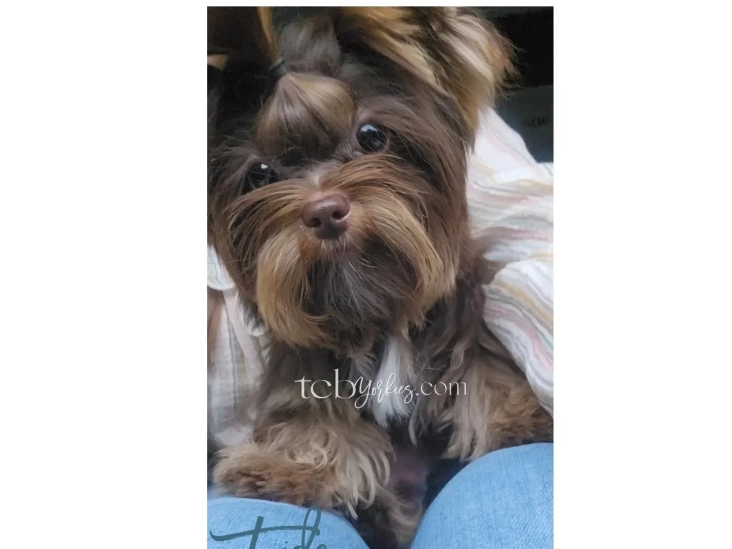 Close-up of a small, brown and black dog with long fur and expressive eyes, laying on a person's lap.