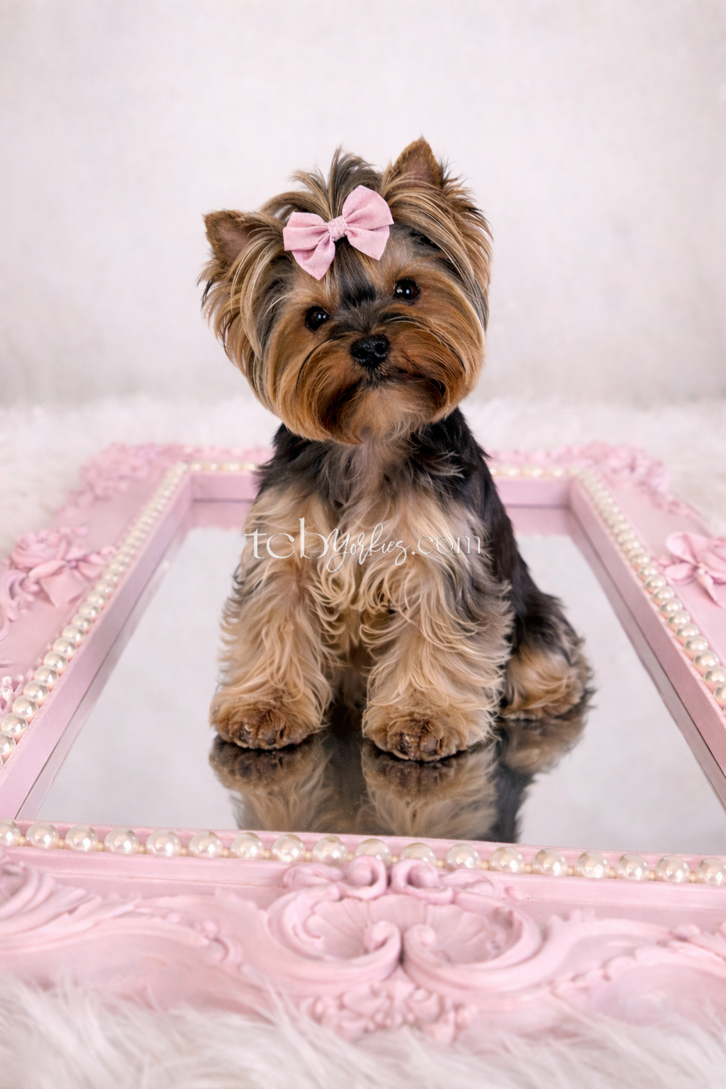 A cute Yorkshire Terrier puppy with a pink bow on its head, sitting on a pink ornate mirror tray with pearl decorations, against a soft white fluffy background.