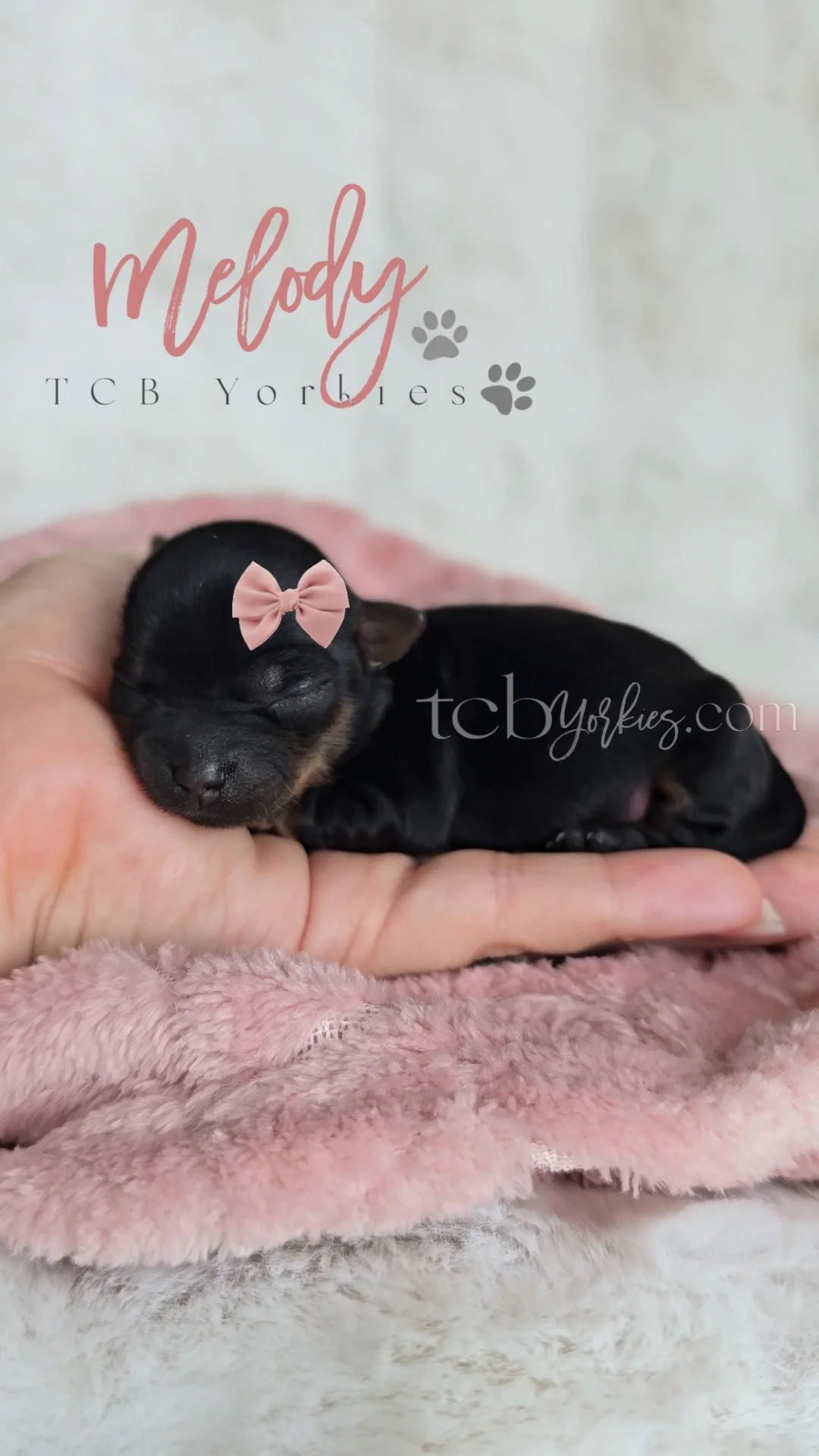 A tiny black and tan puppy with a pink bow on its head, peacefully sleeping in someone's hand, on a soft pink blanket.