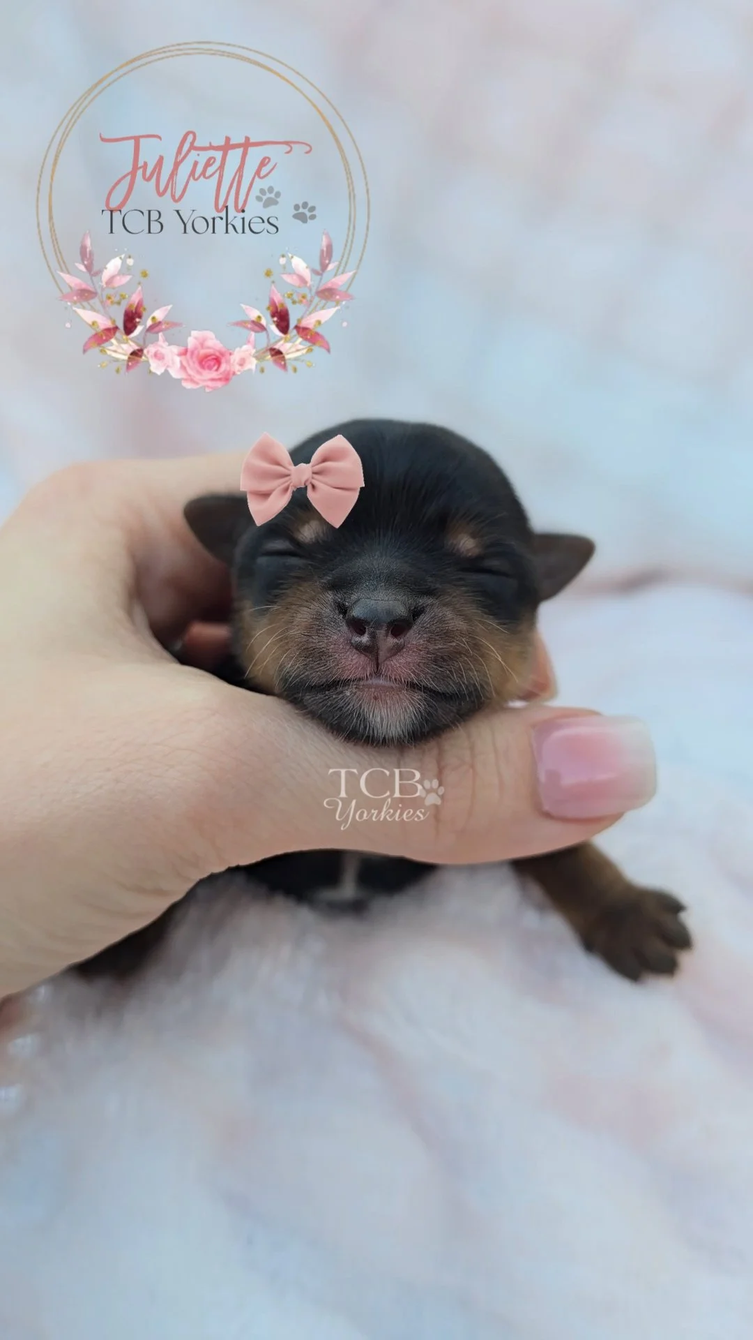 A tiny black and tan baby Yorkie puppy with closed eyes, wearing a pink bow on its head, being gently held in a person's hand, with a soft background and a logo for 'Juliette TCB Yorkies'.
