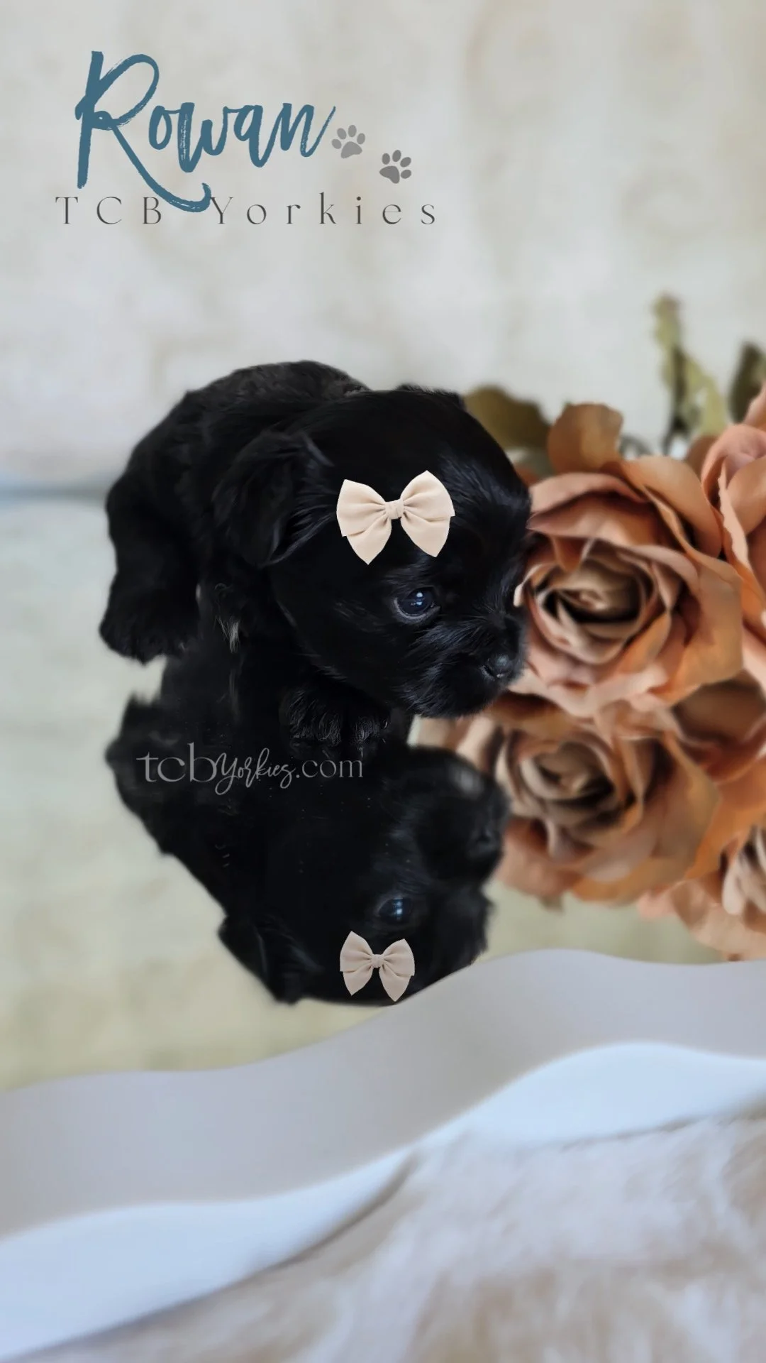 A small black puppy with a beige bow on its head sitting beside a large, peach-colored artificial rose on a reflective surface. The background has a logo with the word 'Rowan' and paw prints, and a website URL at the bottom.