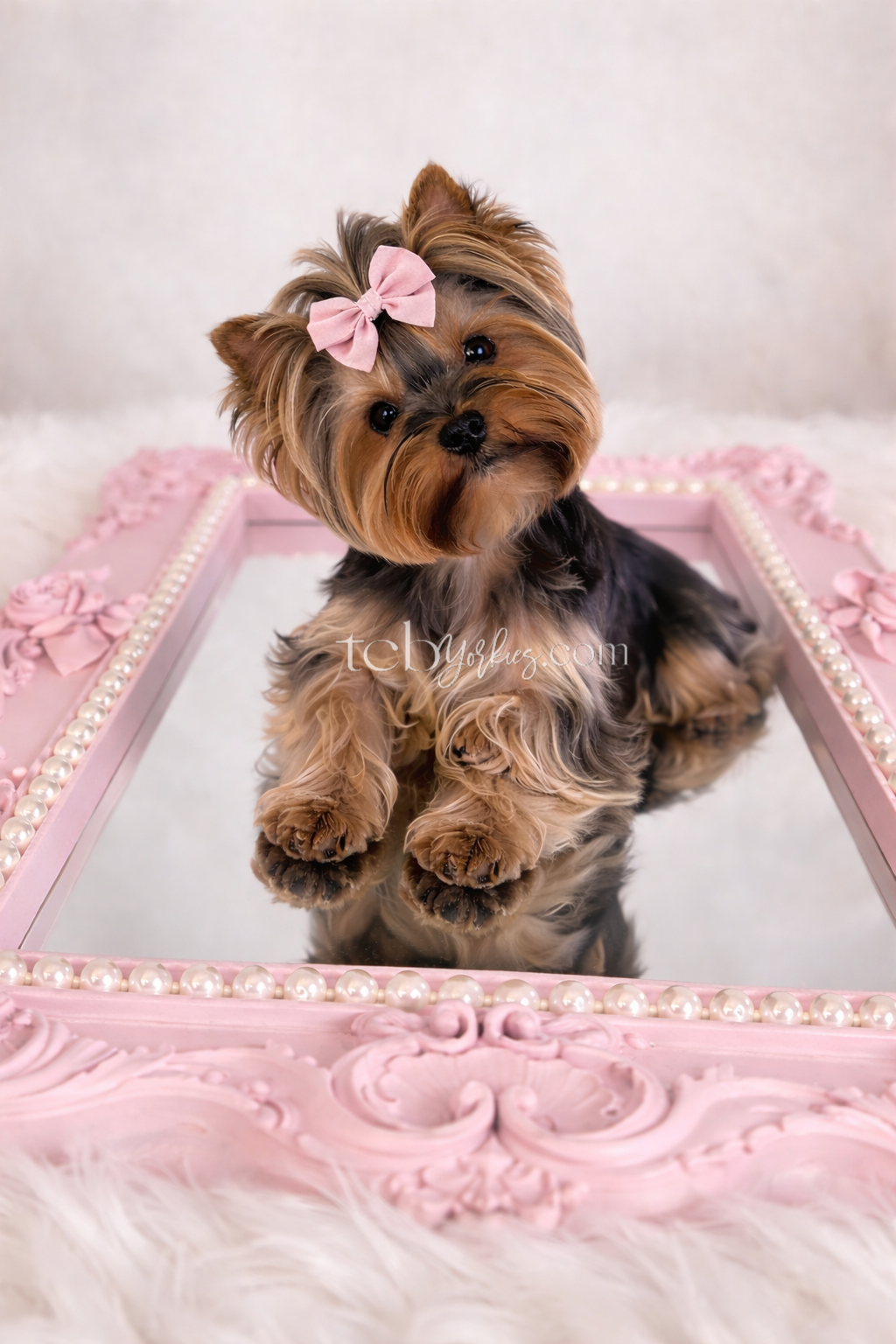 A cute Yorkshire Terrier puppy with a pink bow on its head, sitting on a pink ornate tray with a mirror and pearl decorations, on a soft white surface.