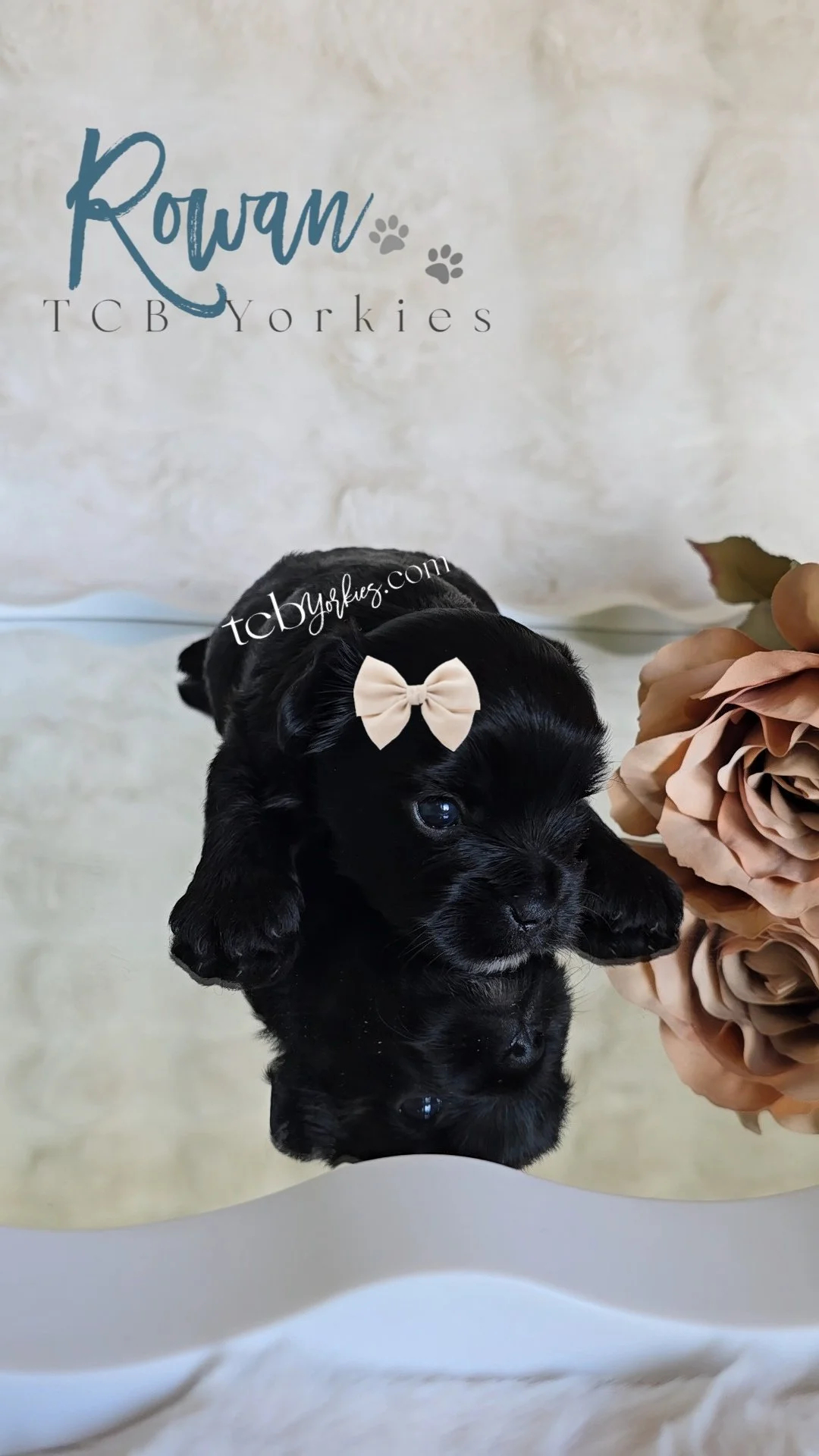 A black puppy with a beige bow on its head, reflected on a mirror, with a beige flower arrangement on the right side and a white background featuring the text 'Rowan TCB Yorkies' with paw prints.