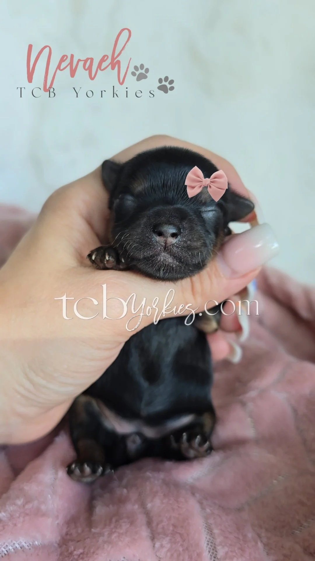 A tiny black and brown puppy with a pink bow on its head, being gently held in a person's hand.