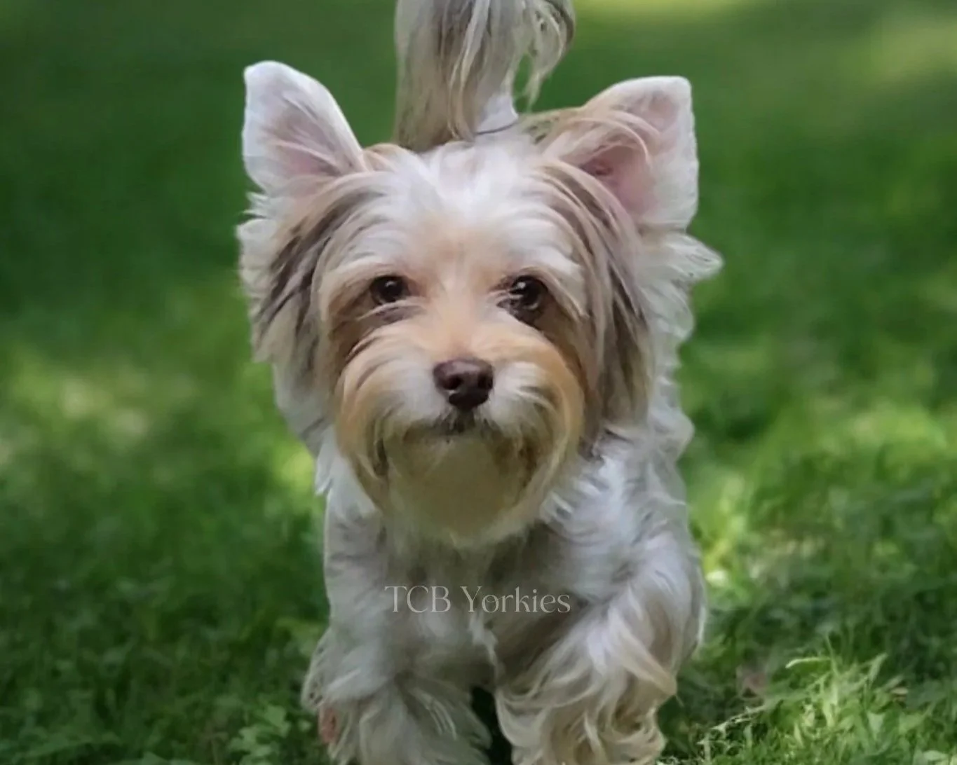 A small dog with long, light-colored fur running through a green, sun-dappled forest path during autumn.