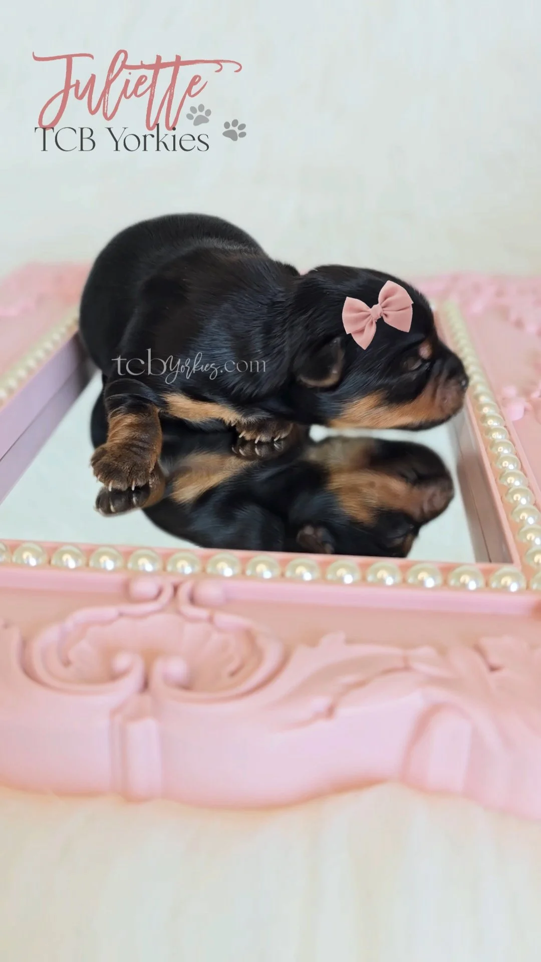 A tiny black and tan puppy with a pink bow headband lying on a reflective pink surface, with a pink decorative frame around it.