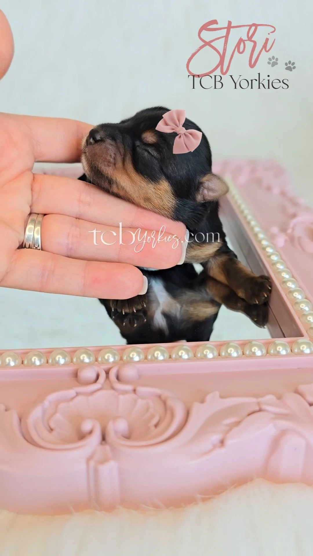 A tiny black and tan puppy with a pink bow on its head being gently held by a person’s hand, standing inside a pink decorative box with pearl accents. The puppy appears to be sleeping or resting with its eyes closed.
