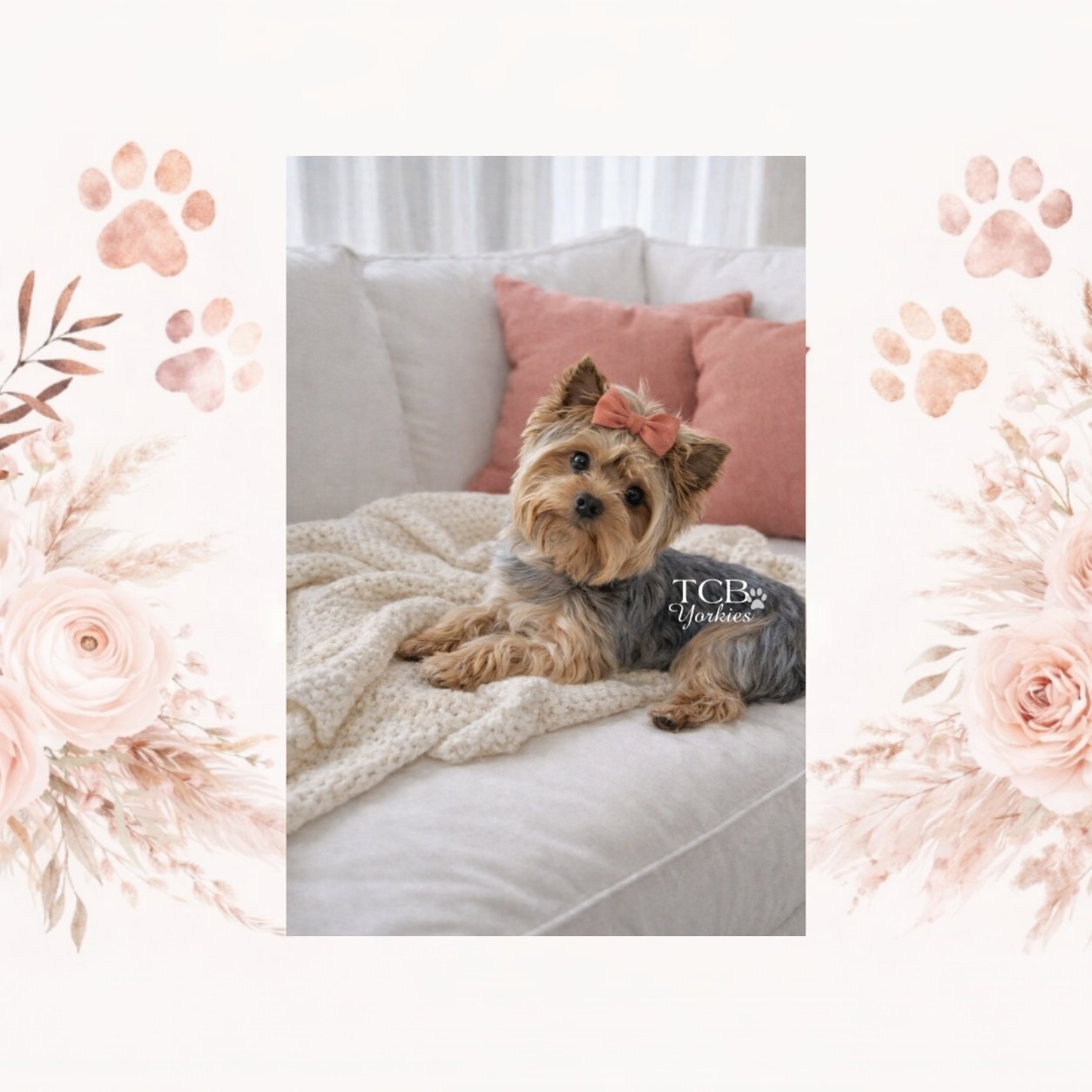 A small Yorkshire Terrier dog with a pink bow on its head, lying on a cream-colored blanket on a sofa with pink pillows in a bright room.