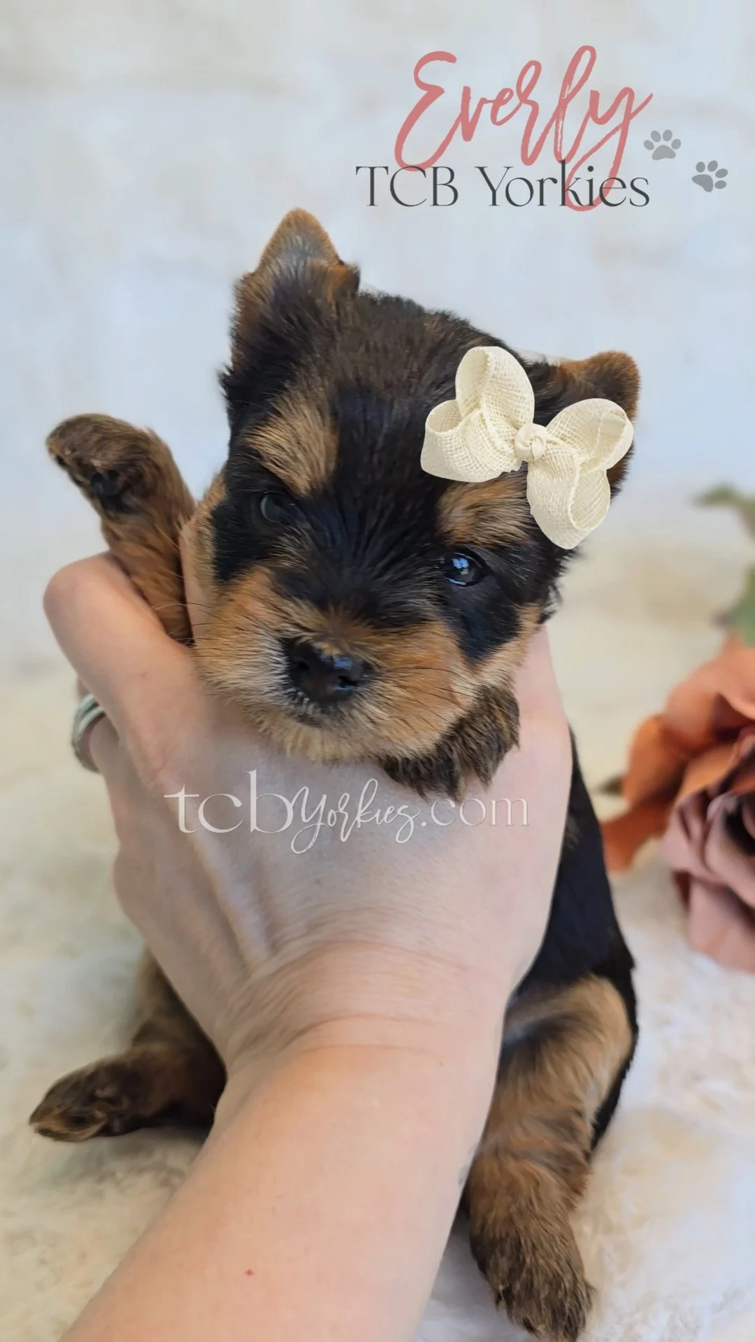 A small Yorkshire Terrier puppy with a cream bow on its head being held in a person's hand. The background is light-colored with some flowers and the text 'Everly TCB Yorkies' is displayed.