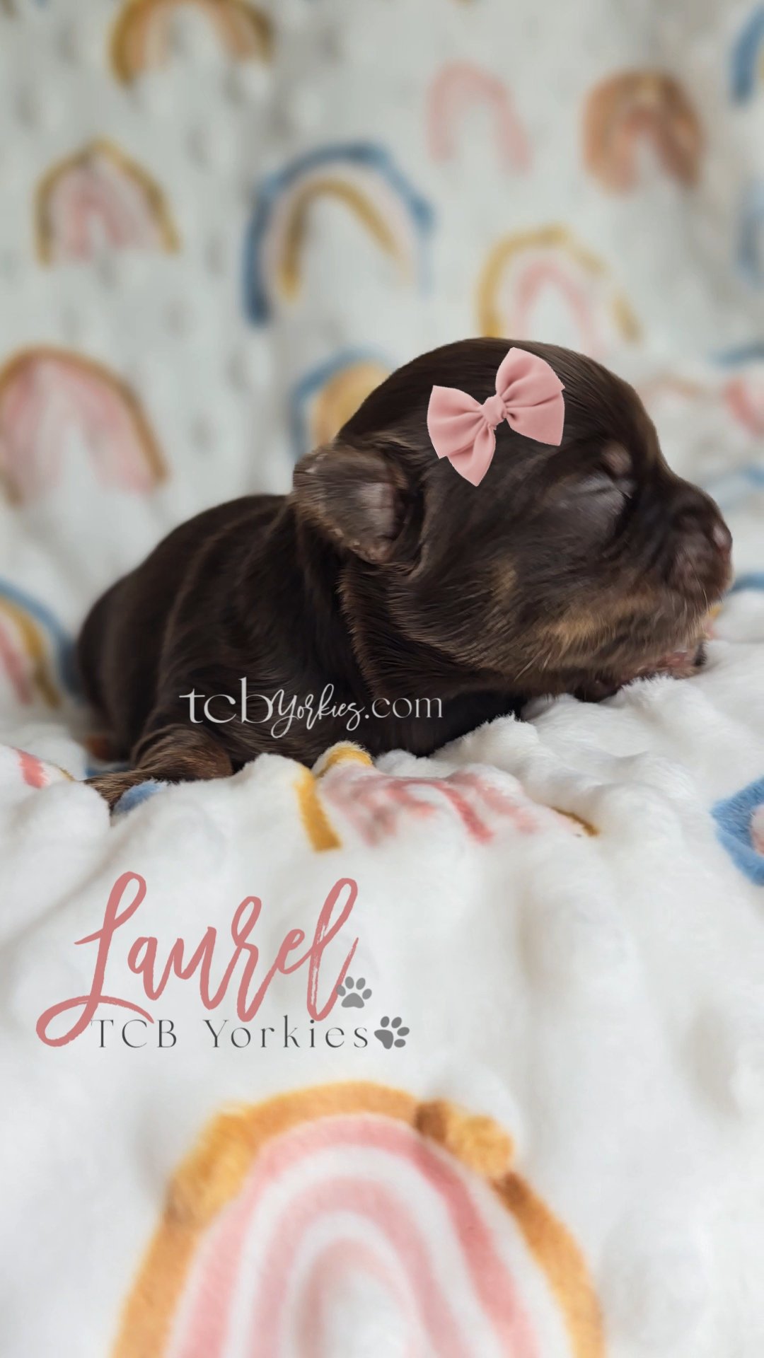 A laboratory-created puppy with dark brown fur and lighter brown markings, wearing a pink bow on its head, lying on a soft blanket with rainbow and rainbow-colored patterns in the background.