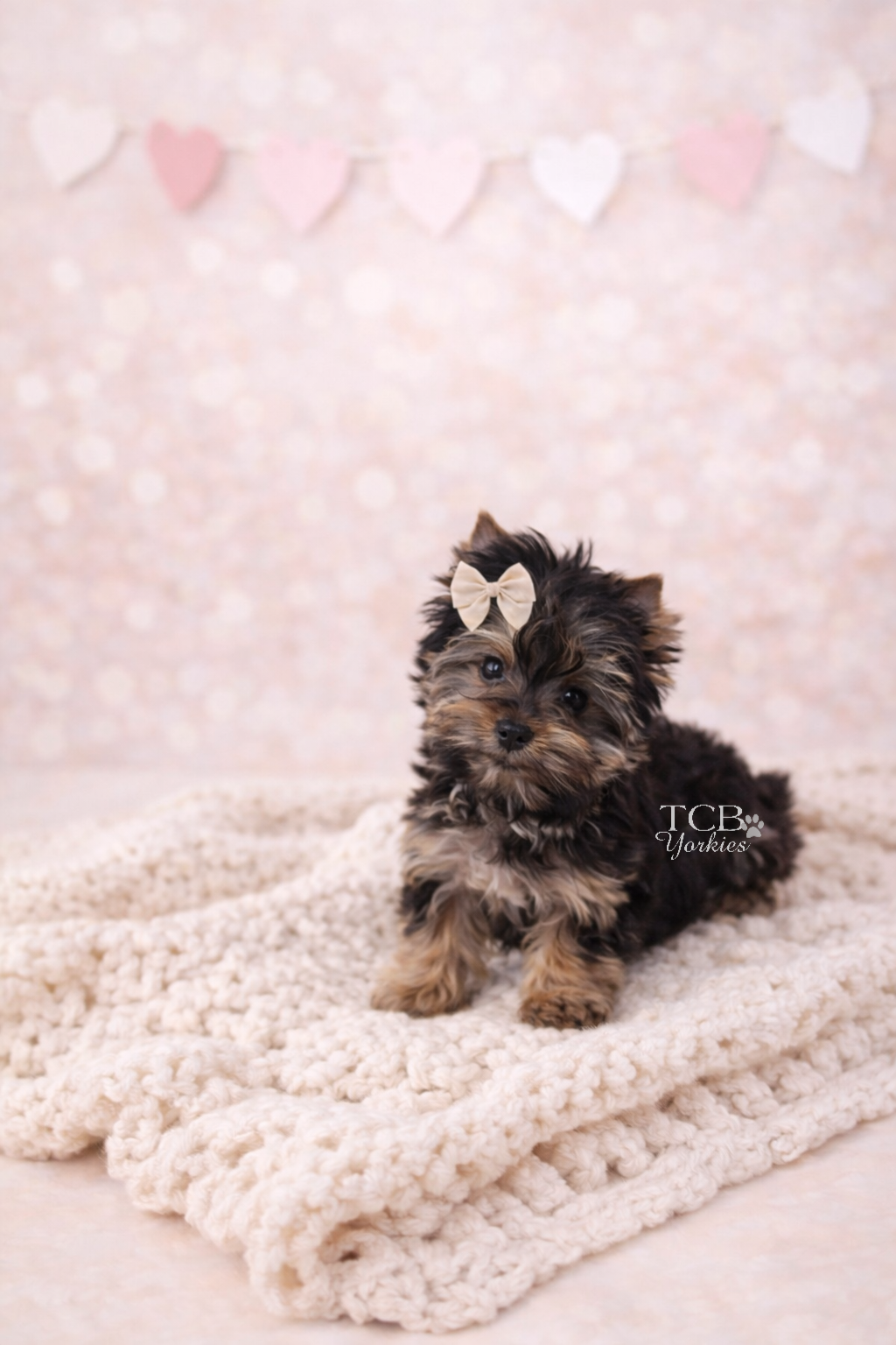 A cute small yorkie puppy with fluffy black and tan fur and a beige bow on its head, sitting on a soft beige knitted blanket with pink and white heart-shaped decorations hanging in the background.