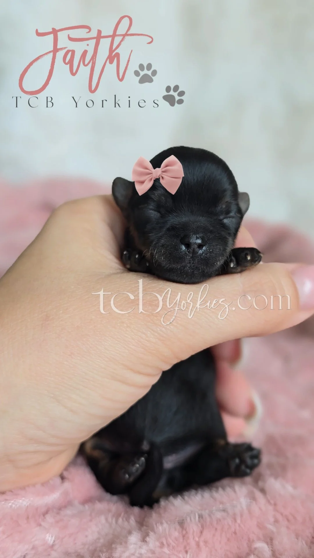A tiny black puppy with a pink bow on its head is cradled in a person's hand. The background has a sign that reads "Faith TCB Yorkies" and features paw print illustrations. The puppy appears to be sleeping or resting.