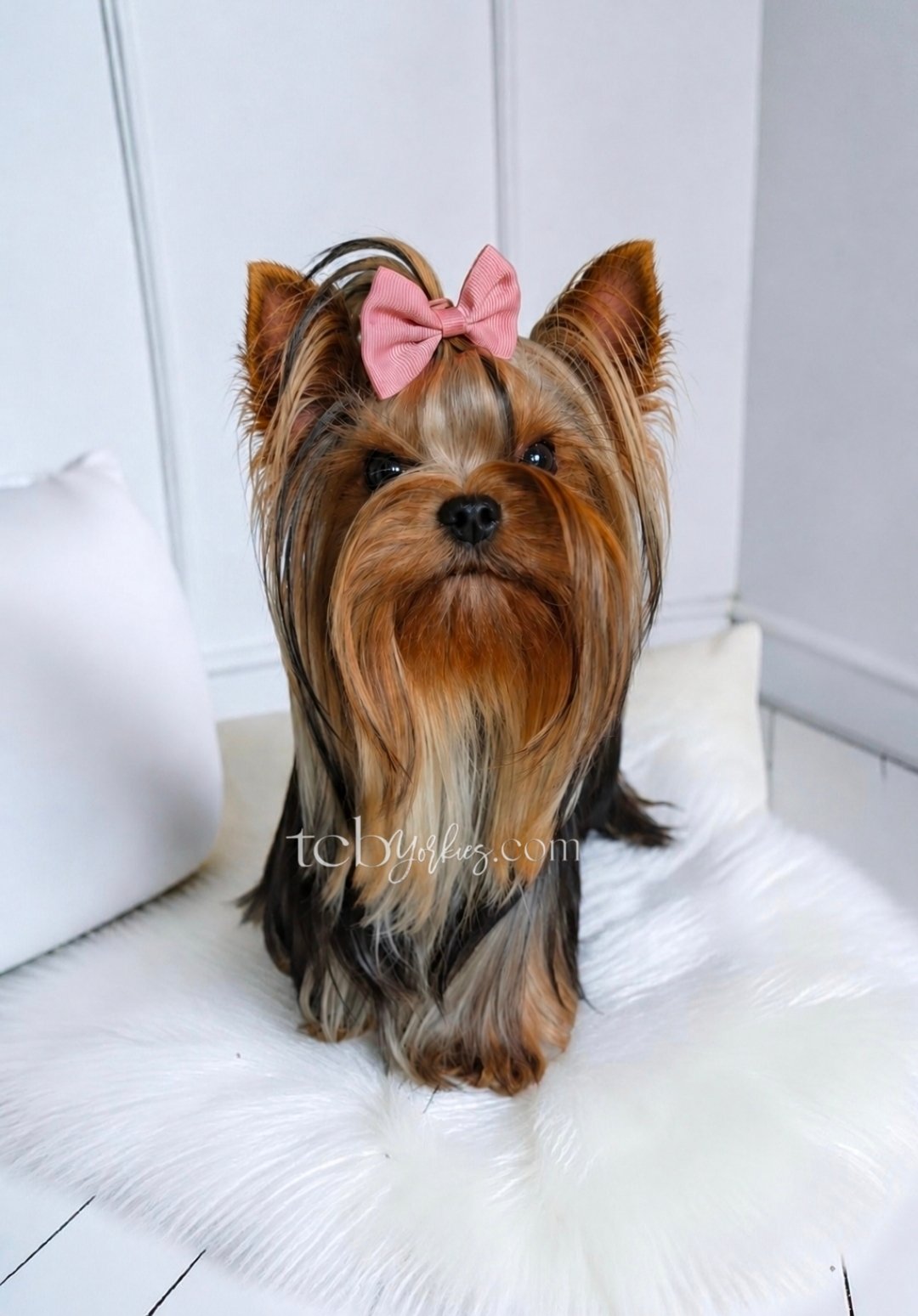 A small Yorkshire Terrier dog with a pink bow on its head, sitting on a white furry rug in front of white wall panels.