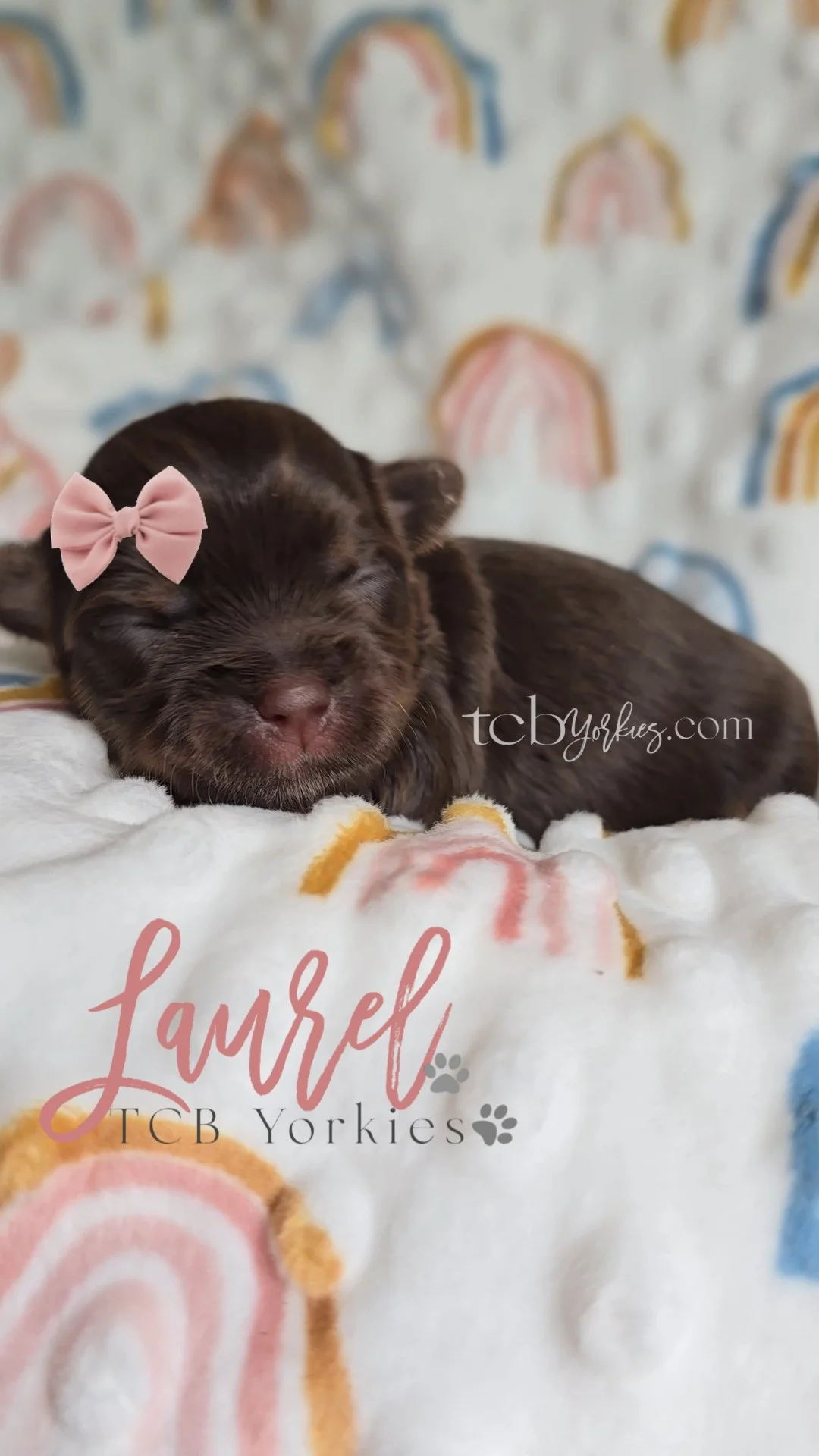 A newborn brown puppy with a pink bow on its head, sleeping on a white blanket with rainbow and cloud patterns, and text that reads 'Lorel, TCB Yorkies'.