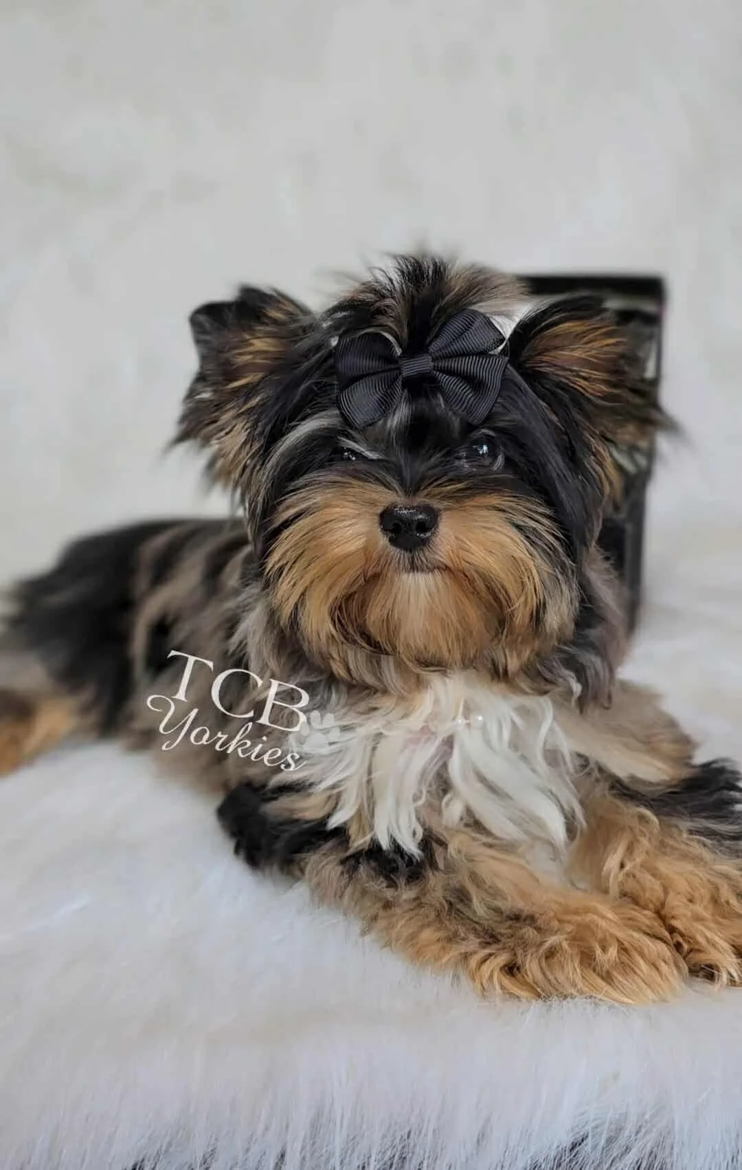 A cute small dog lying on a white furry surface with a black bow on its head, looking at the camera. The dog has black, brown, and white fur, and is in front of a blurred gray background.