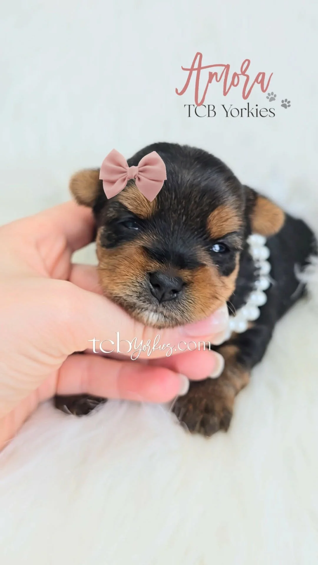 Close-up of a tiny black and brown puppy with a pink bow on its head and a pearl necklace, being gently held by a person's hand.