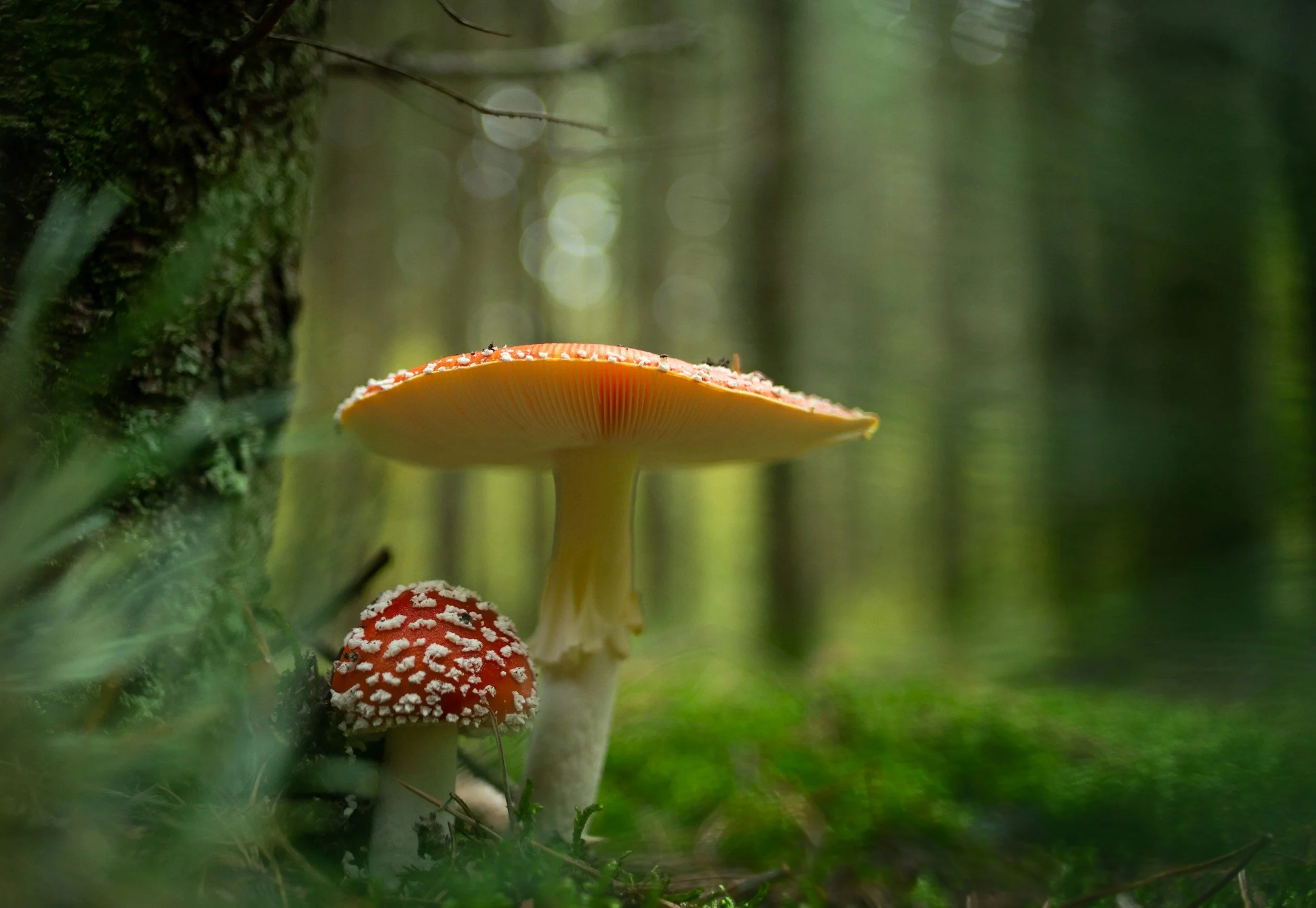 A forest scene featuring brightly colored wild mushrooms, including a red mushroom with white spots and larger orange and yellow mushrooms, with green foliage and tree bark in the background.