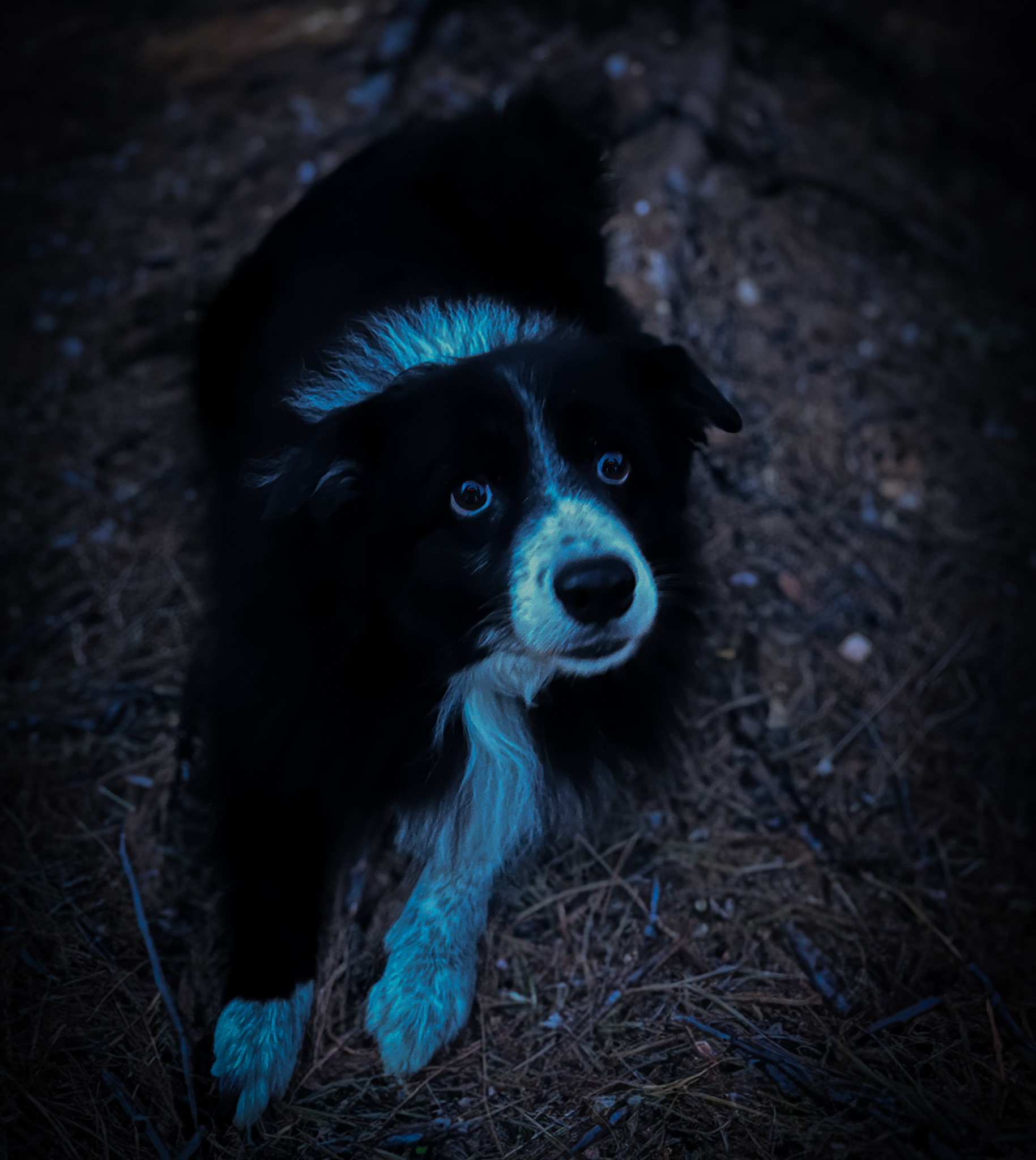 DOg in forest test.png